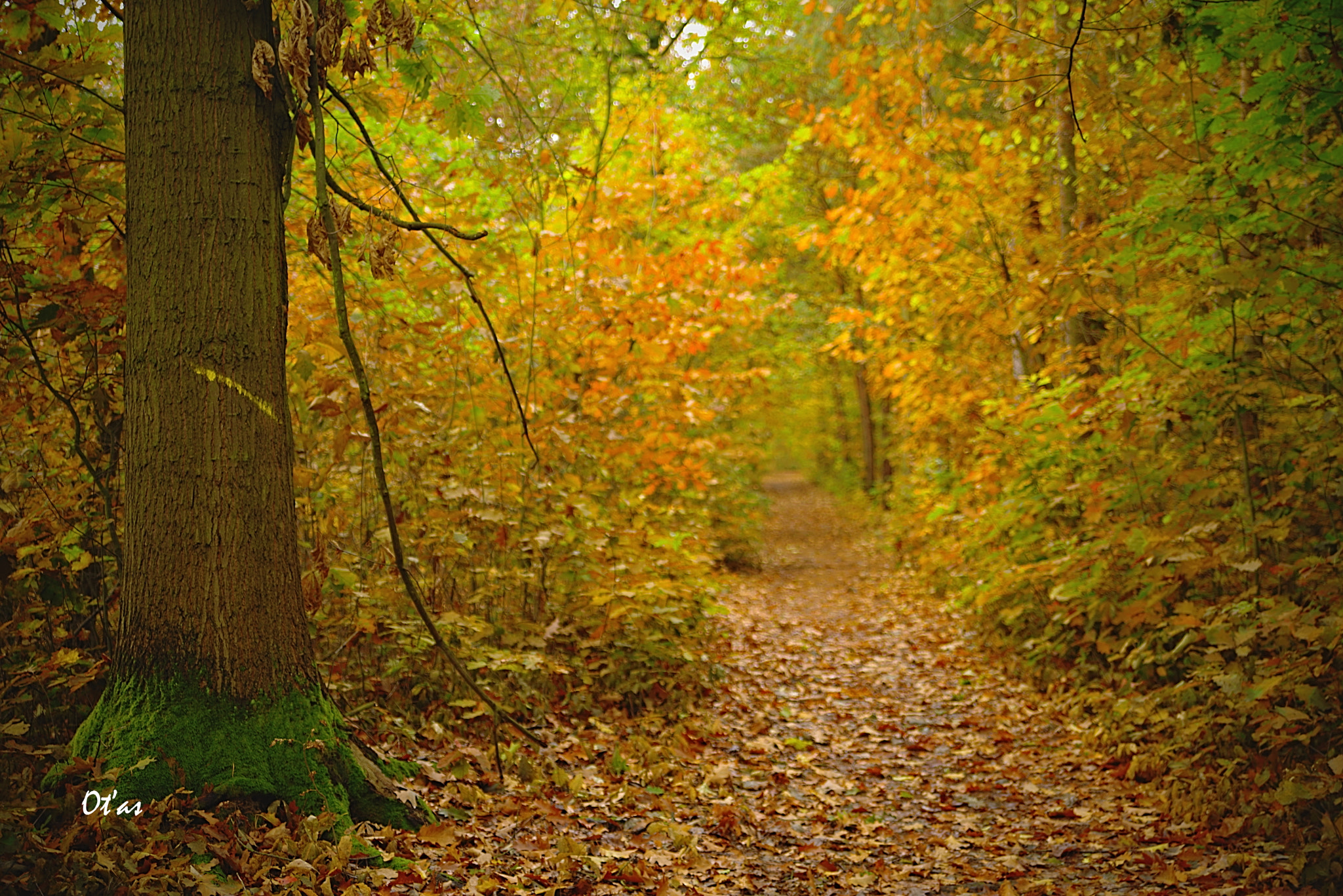 Pentax K-1 sample photo. Autumn in the forest photography