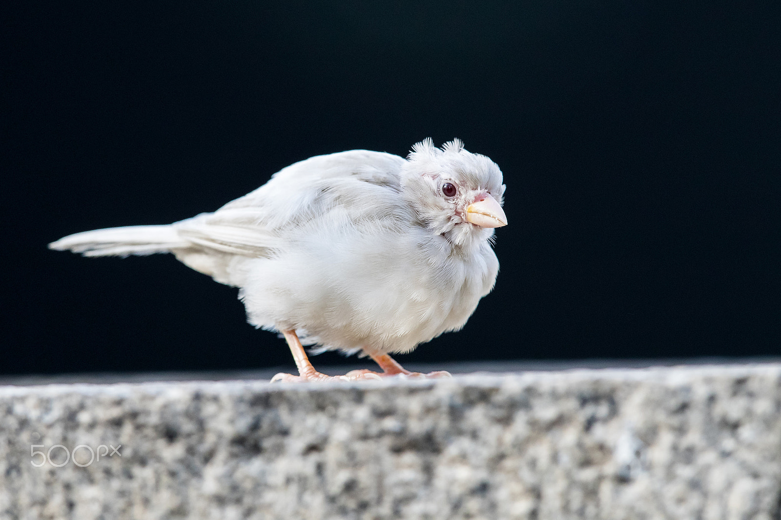Canon EF 500mm F4L IS II USM sample photo. Old age albino eurasian tree sparrow photography