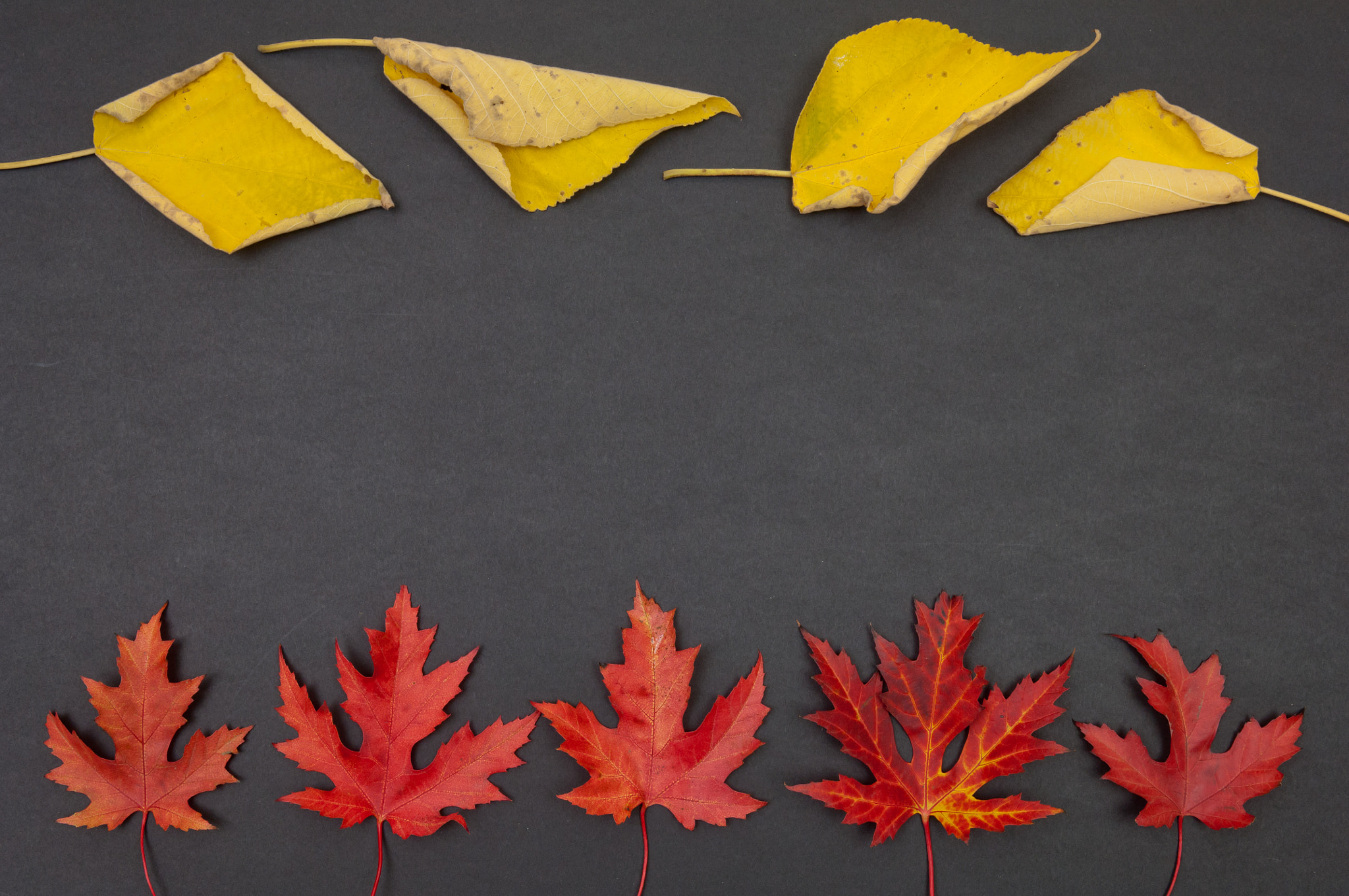 Nikon D2X sample photo. Autumn colorful fallen leaves in rows on dark grey background photography