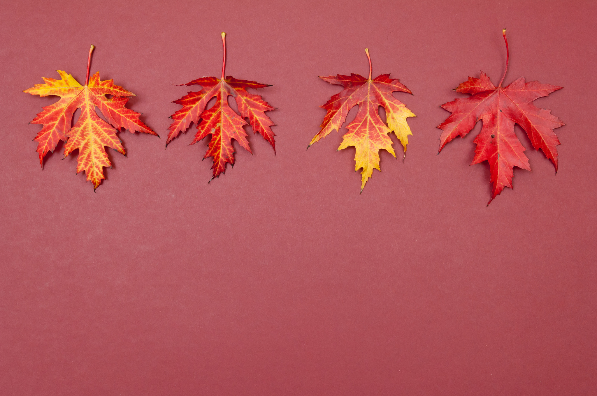 Nikon D2X sample photo. Autumn colorful fallen maple leaves in row on claret background photography