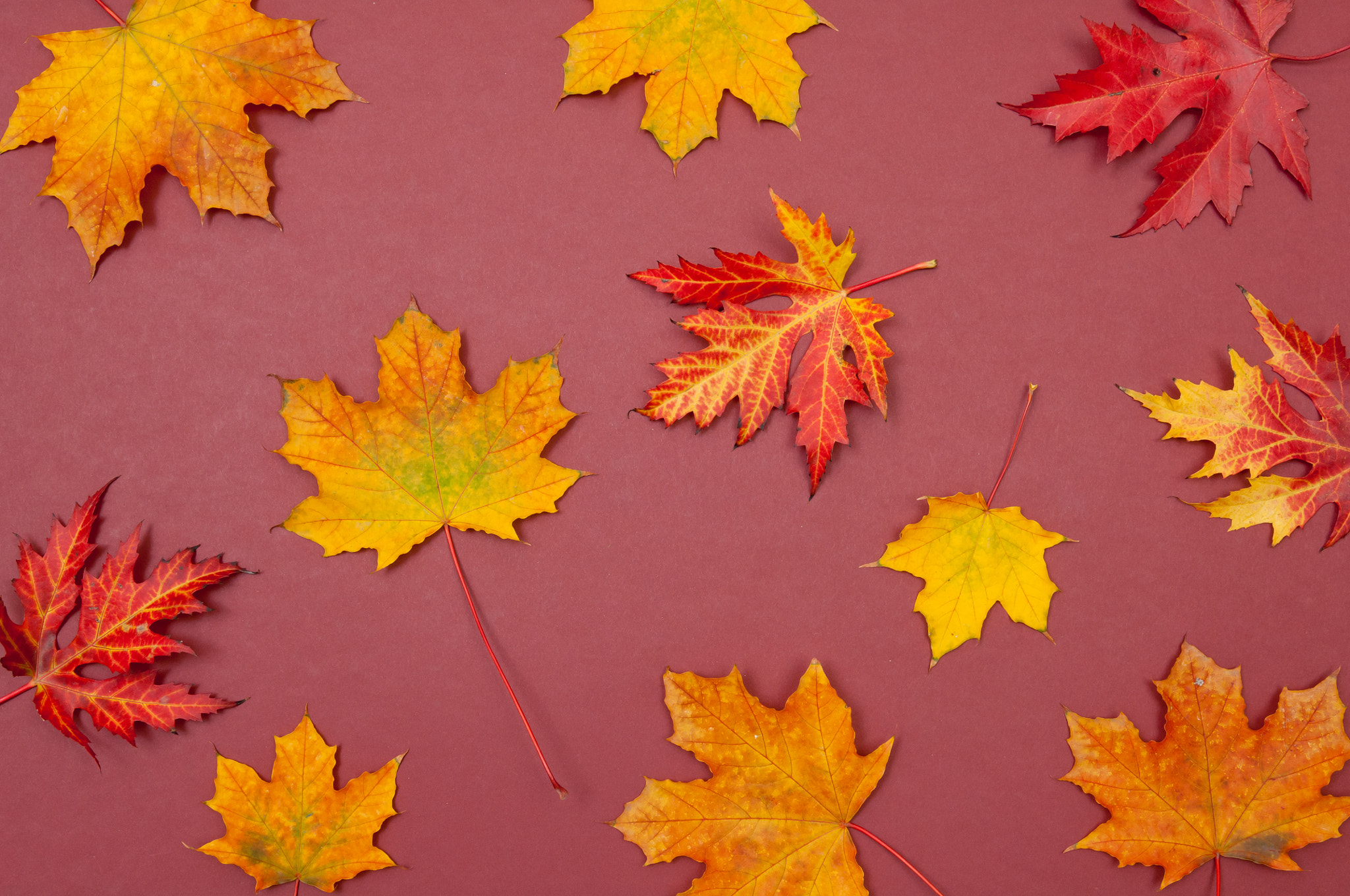 Nikon D2X sample photo. Autumn colorful fallen maple leaves on claret background photography