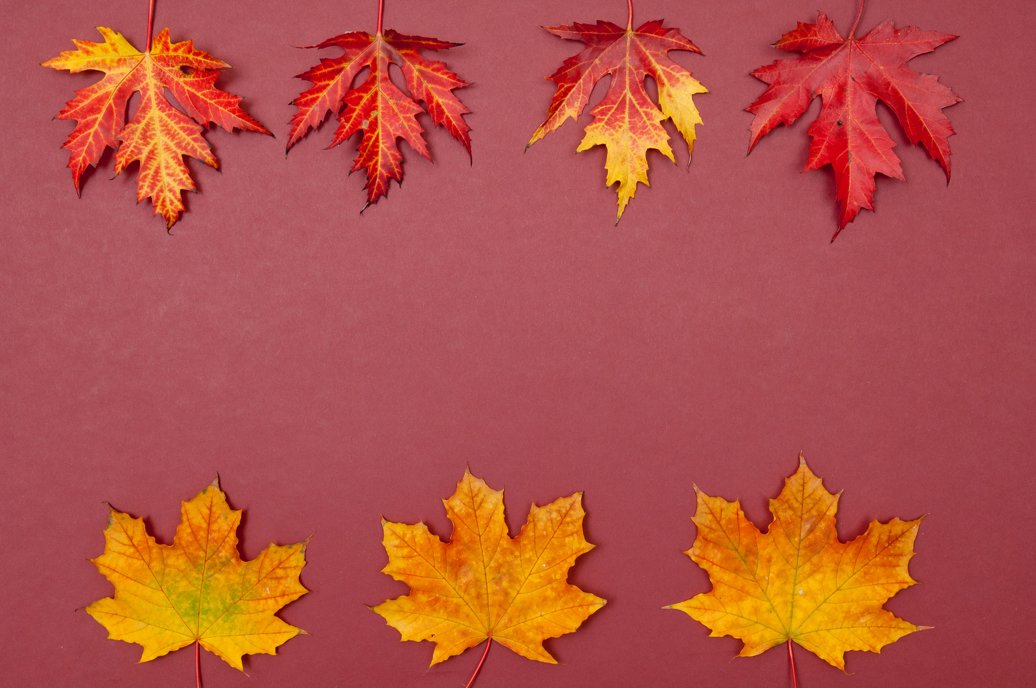 Nikon D2X sample photo. Autumn colorful fallen maple leaves in rows on claret background photography