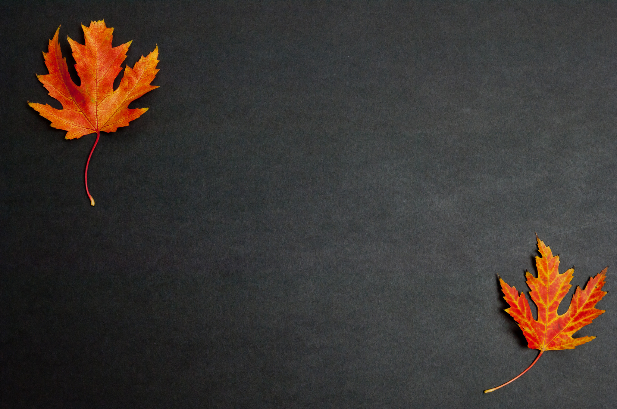 Nikon D2X sample photo. Autumn colorful fallen maple leaves on dark grey background photography