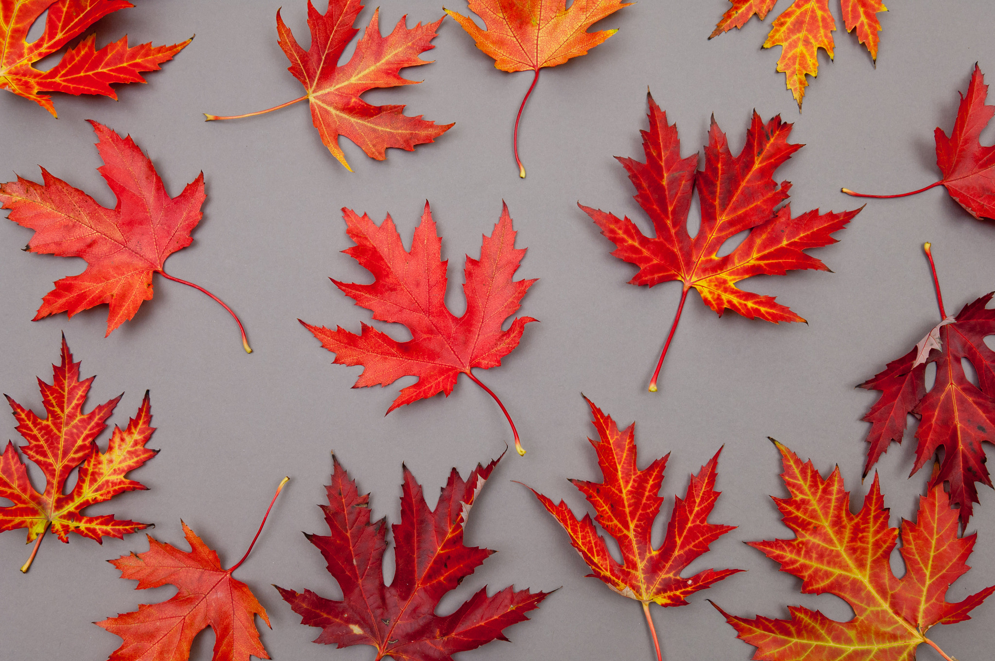 Nikon D2X sample photo. Autumn red fallen maple leaves pattern on grey background photography