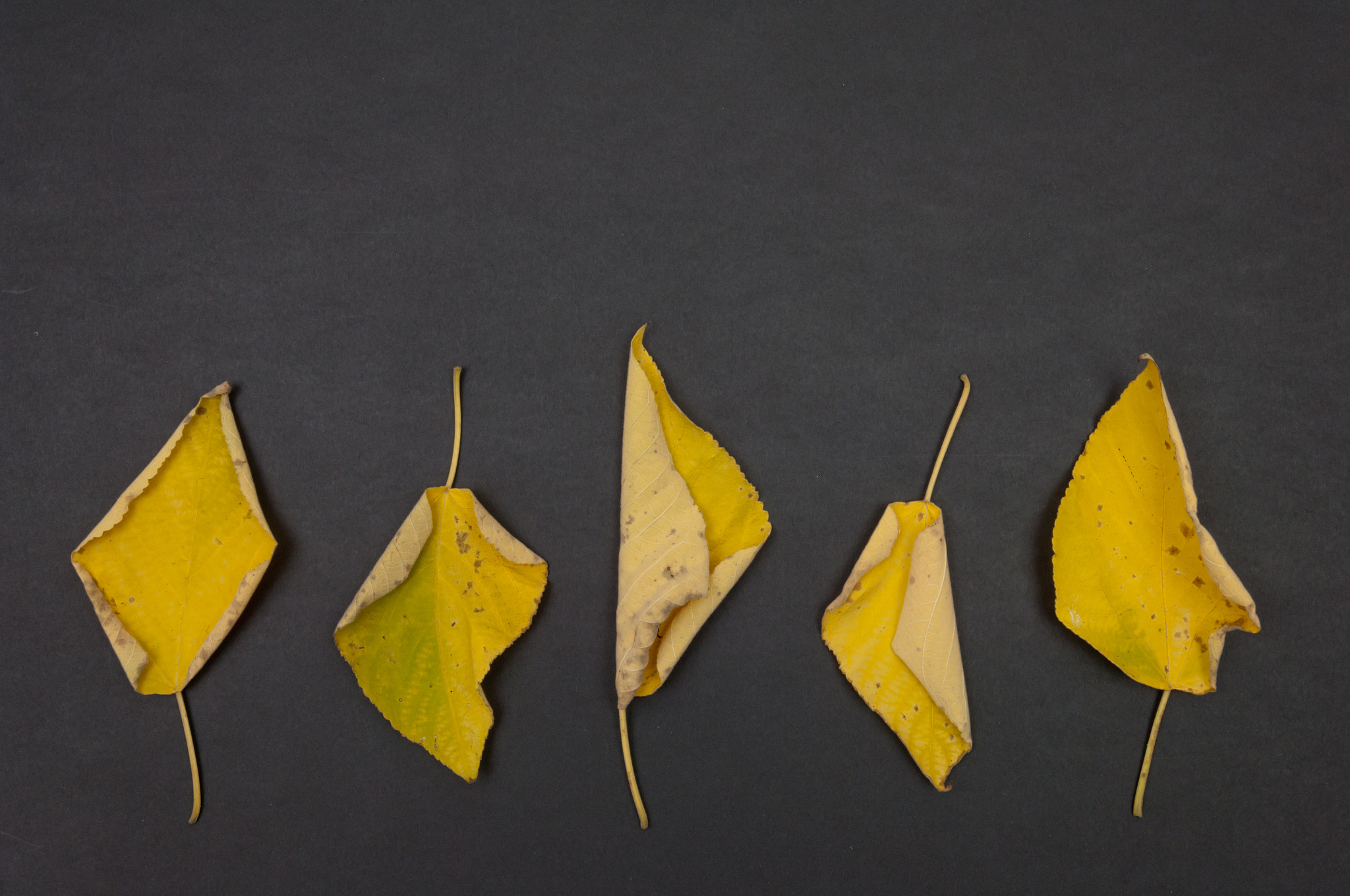 Nikon D2X sample photo. Autumn yellow fallen leaves in row on dark grey background photography