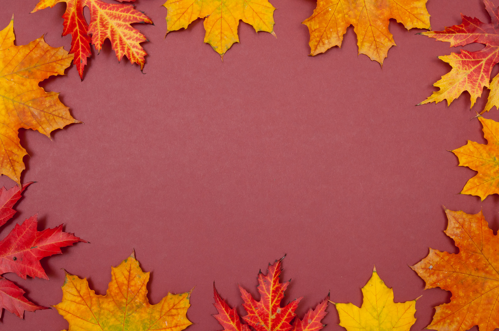Nikon D2X sample photo. Claret background surrounded by autumn colorful fallen maple lea photography