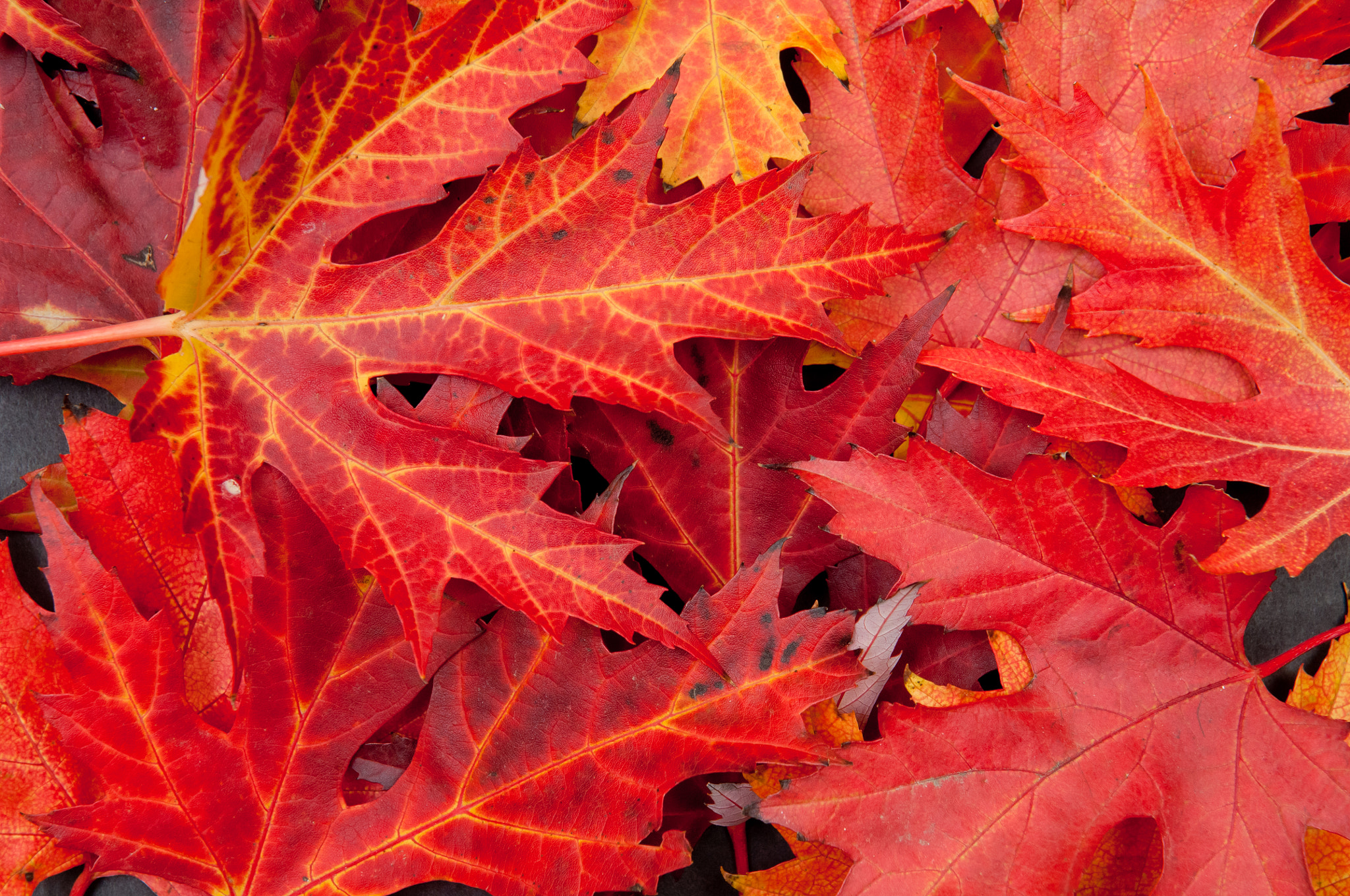 Nikon D2X sample photo. Pile of autumn colorful fallen maple leaves photography