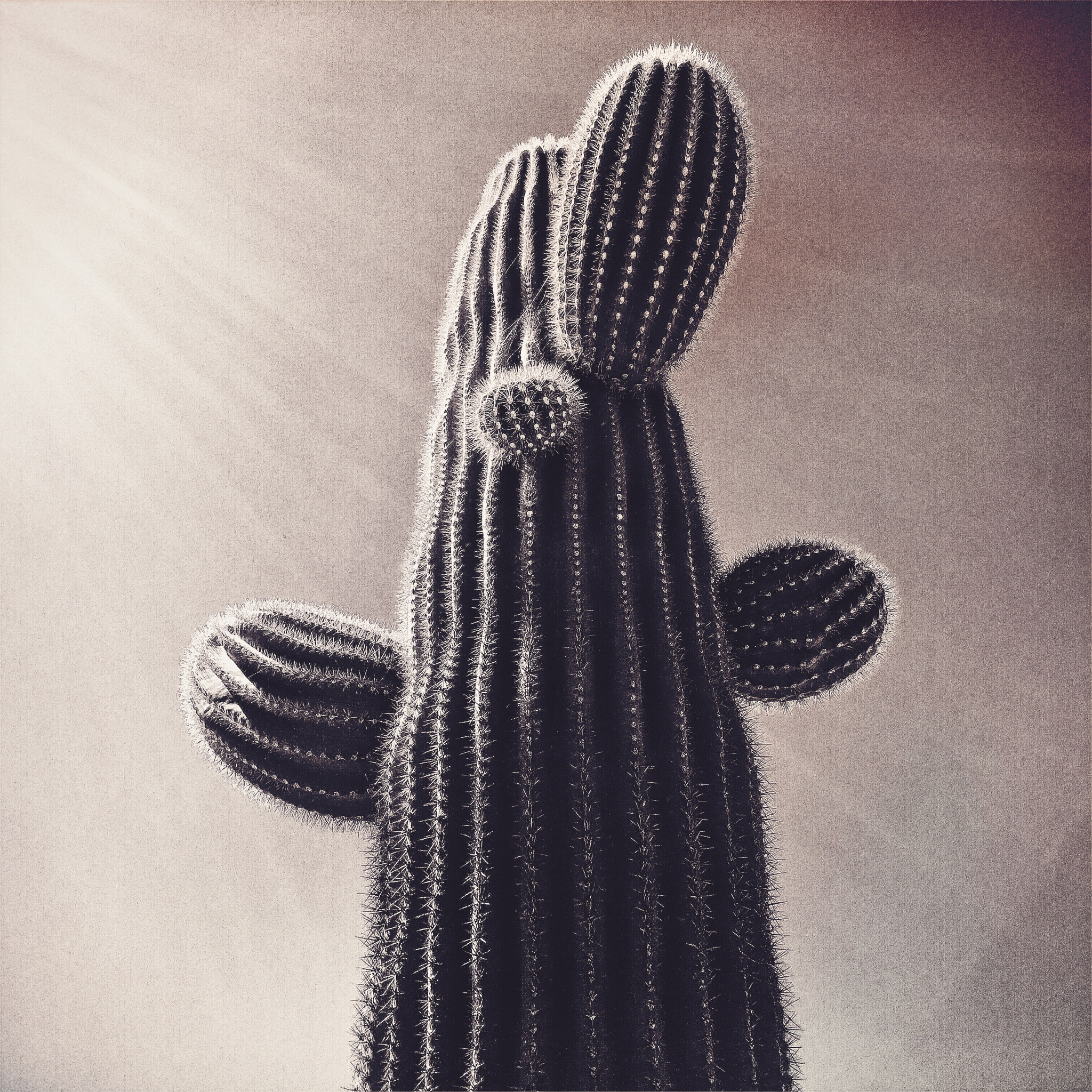 Hipstamatic 311 sample photo. Cactus at the airport, eloy az photography