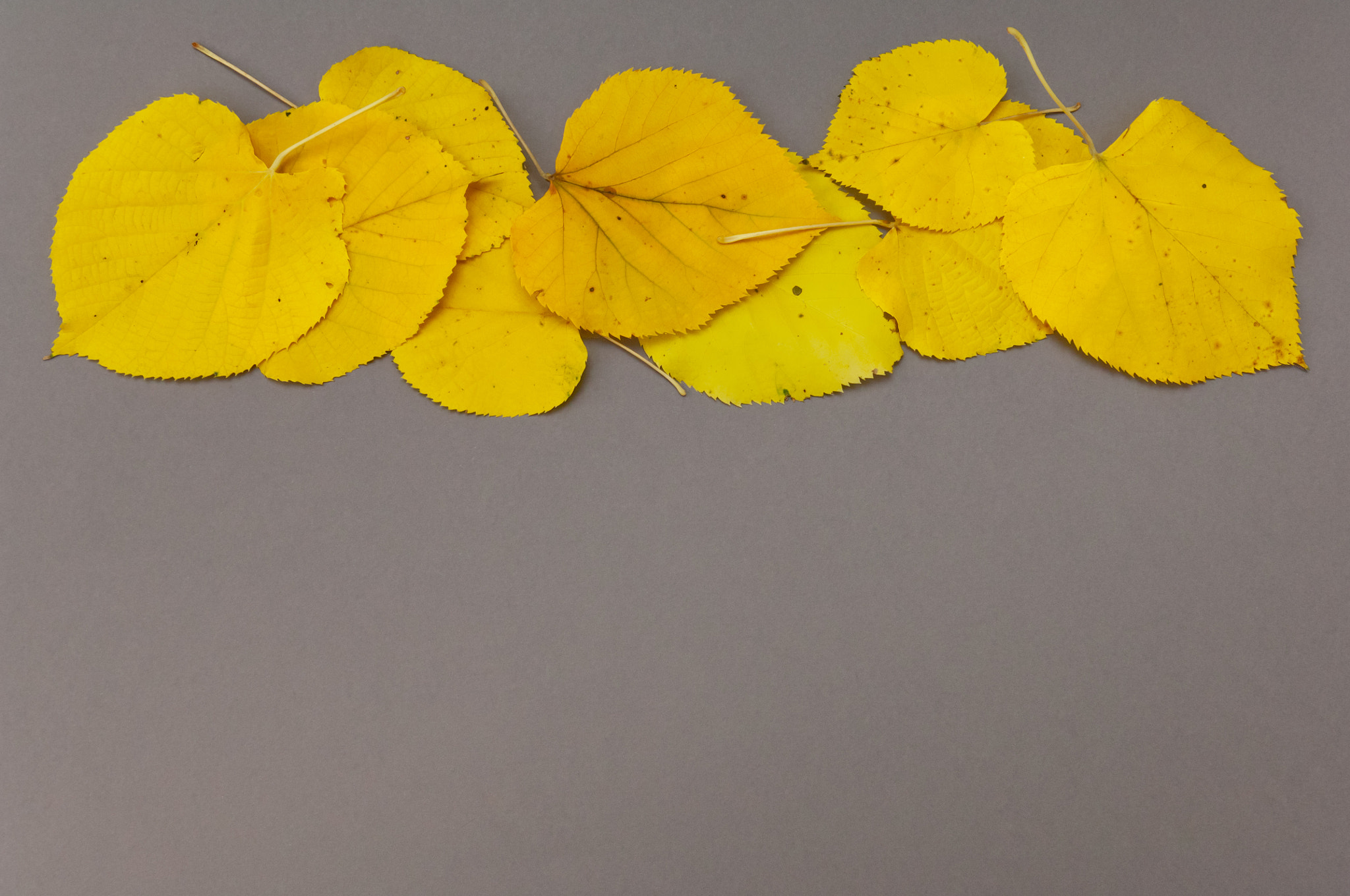 Nikon D2X sample photo. Autumn yellow fallen leaves in row on grey background photography