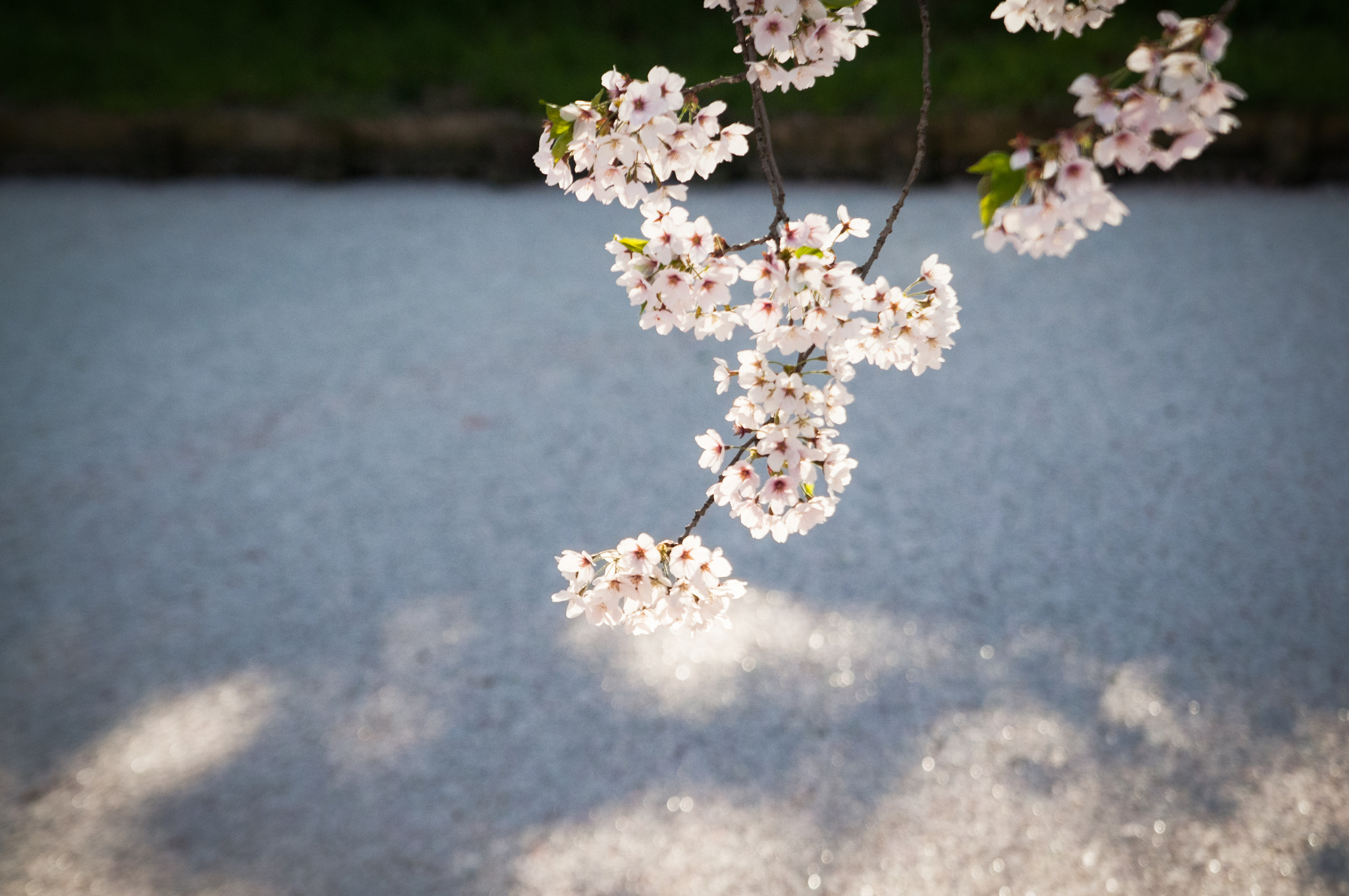 Nikon D300S sample photo. Sakura photography