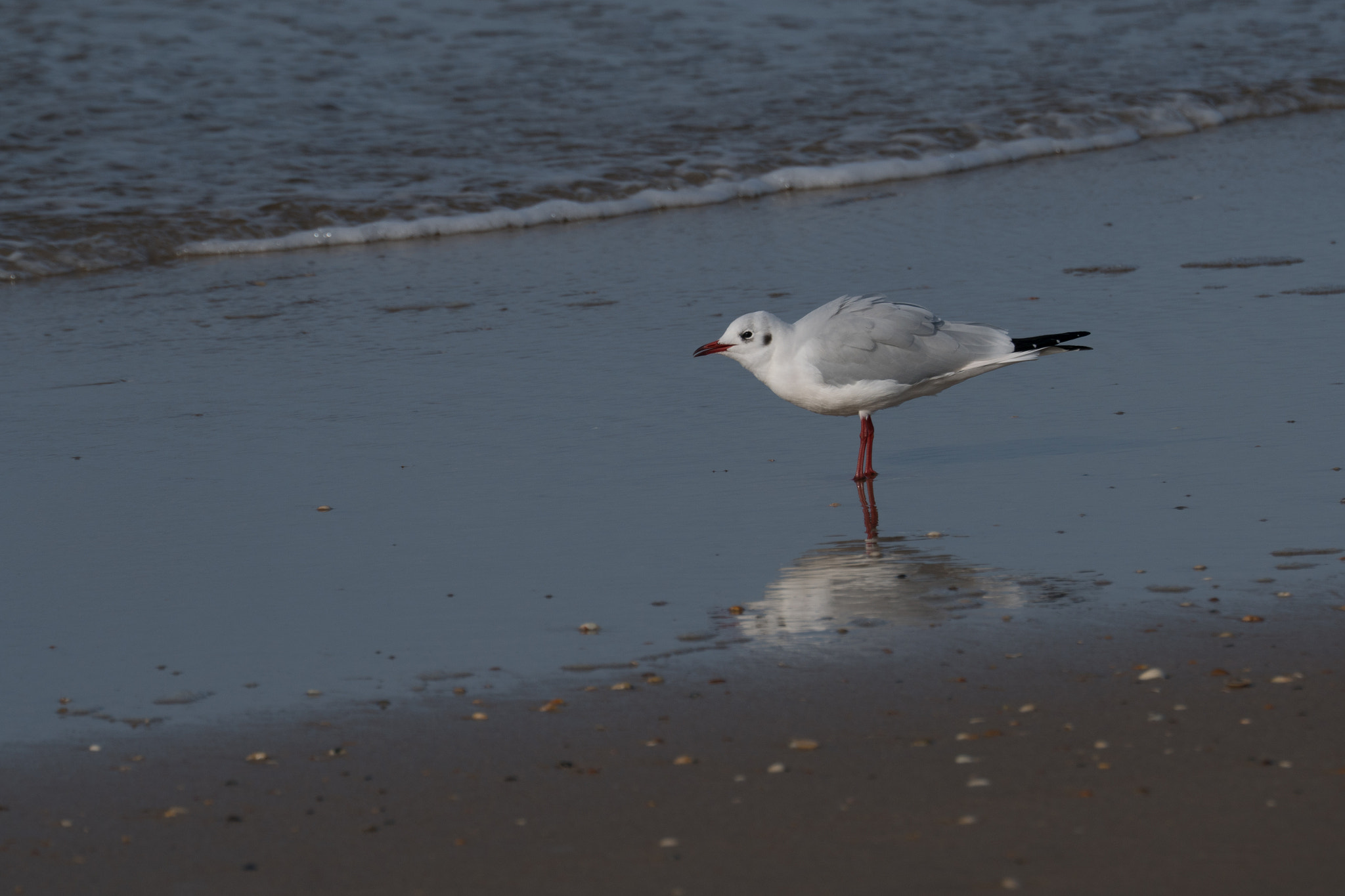 Sony FE 70-300mm F4.5-5.6 G OSS sample photo. Between sea and sand photography