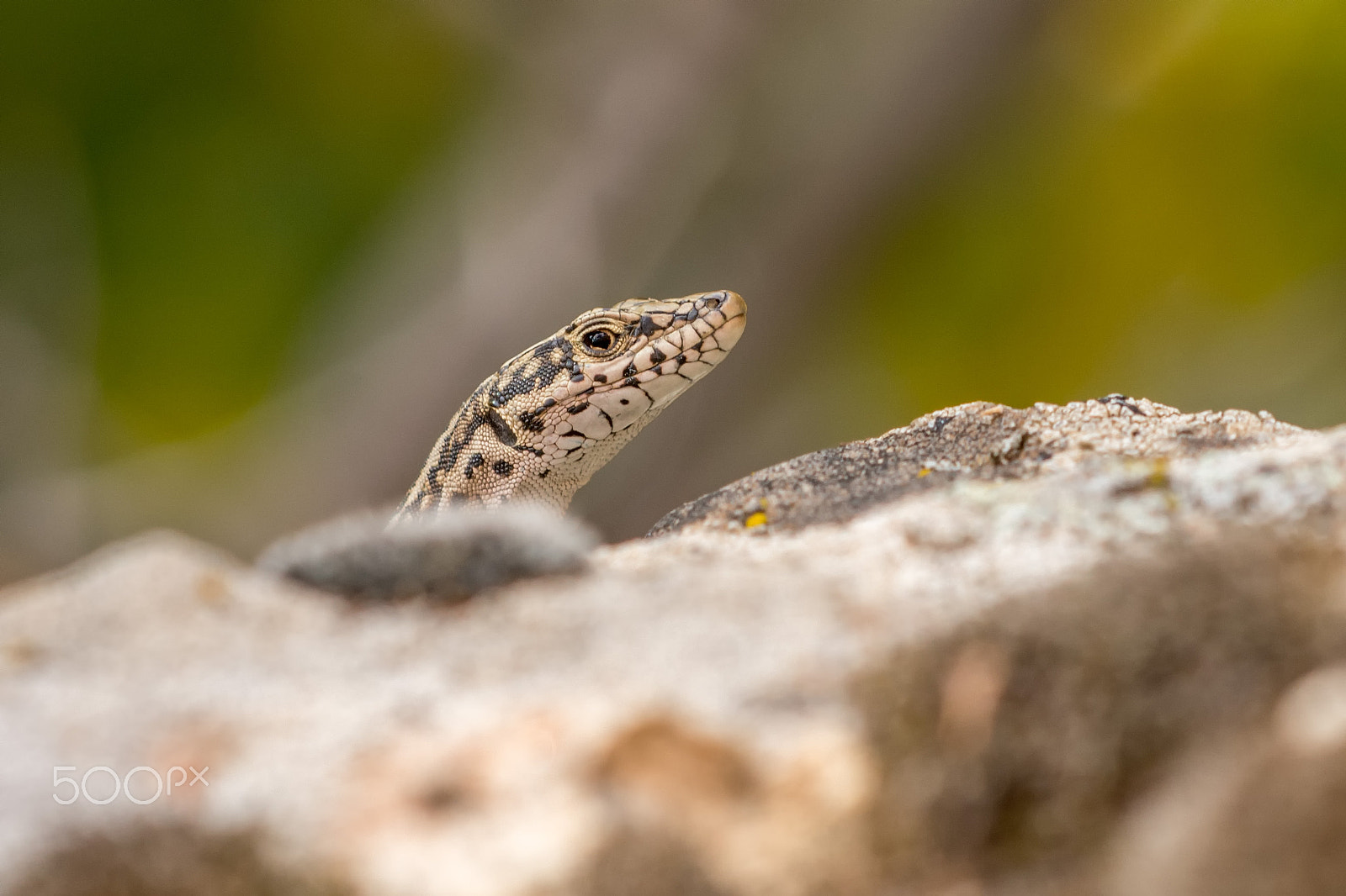 Sigma 150mm F2.8 EX DG Macro HSM sample photo. Curious lizard photography