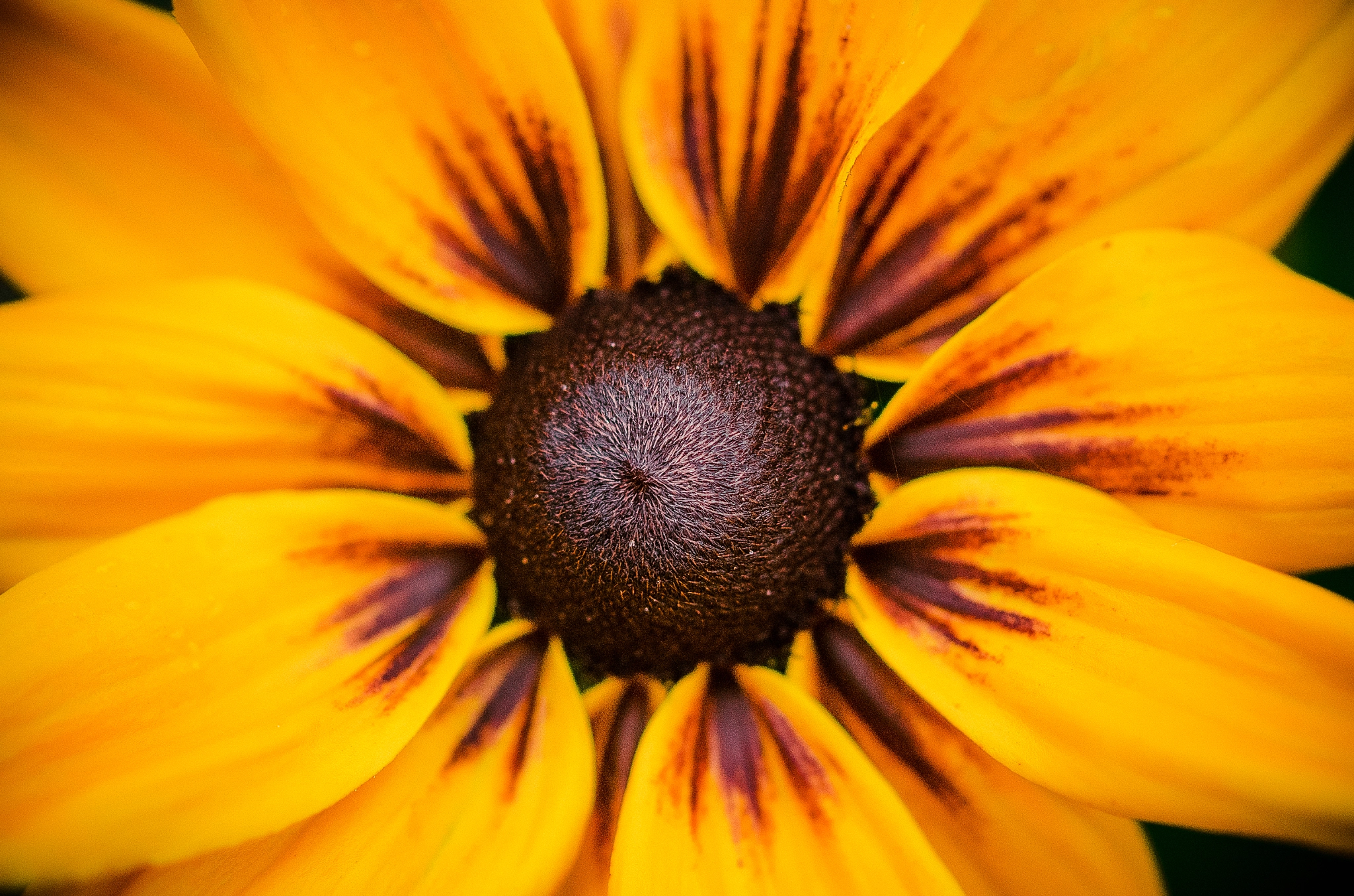 Nikon AF-S Micro-Nikkor 60mm F2.8G ED sample photo. Flower geometry photography