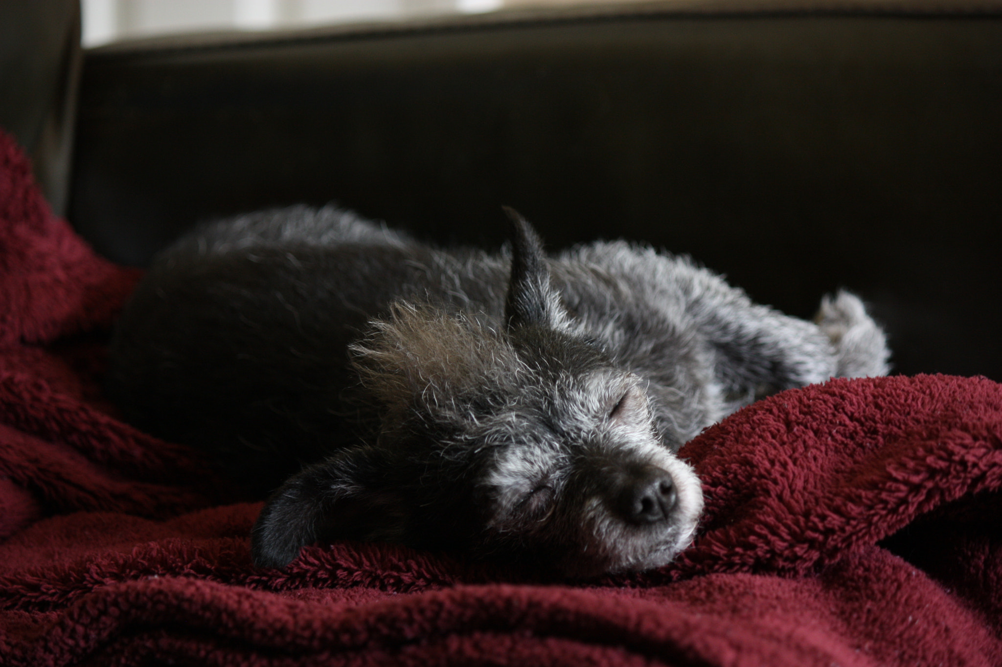 Canon EOS 450D (EOS Rebel XSi / EOS Kiss X2) sample photo. Cody the chipoo  photography