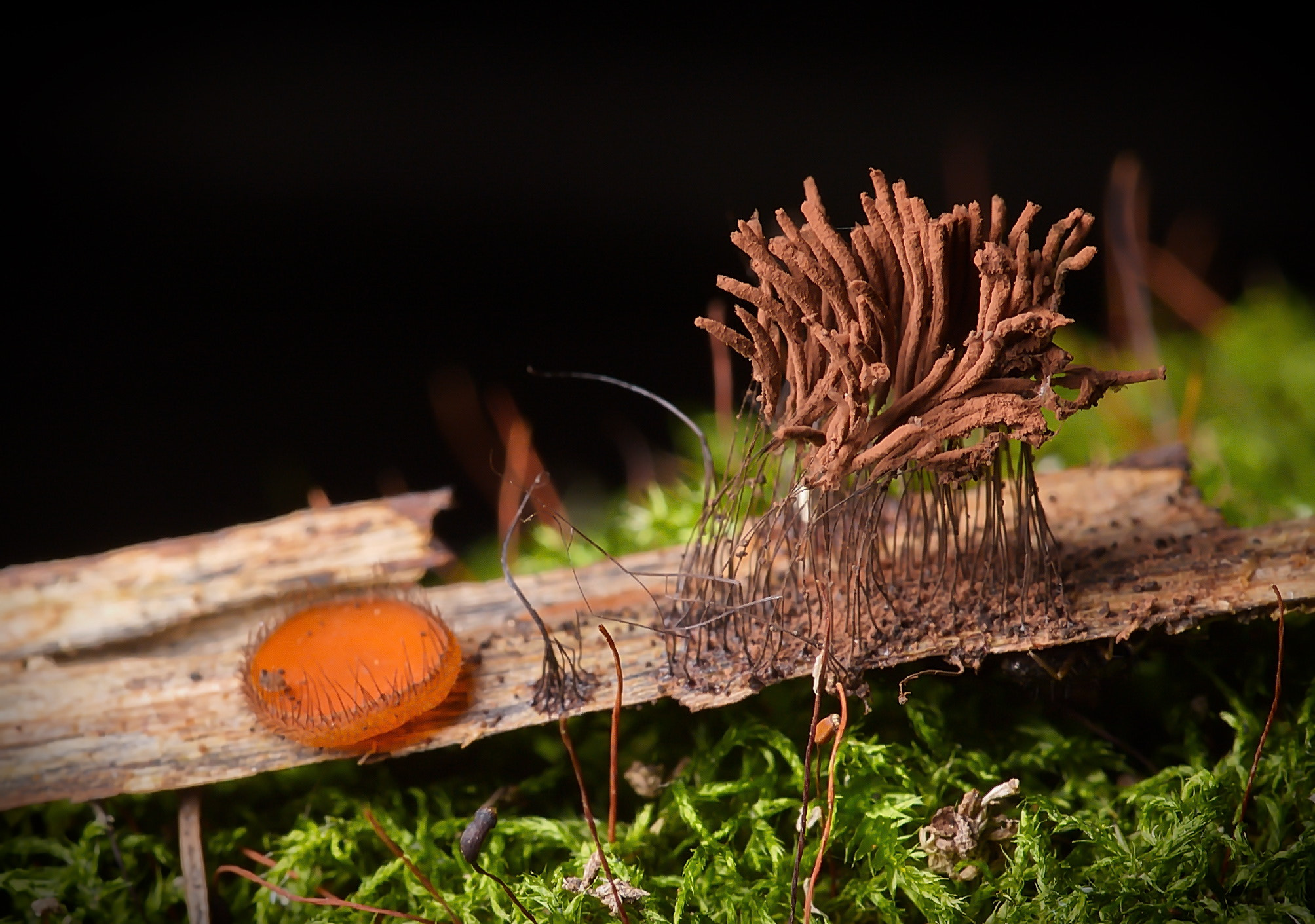 Nikon D70s sample photo. Stemonitis fusca et scutellinia scutellata photography