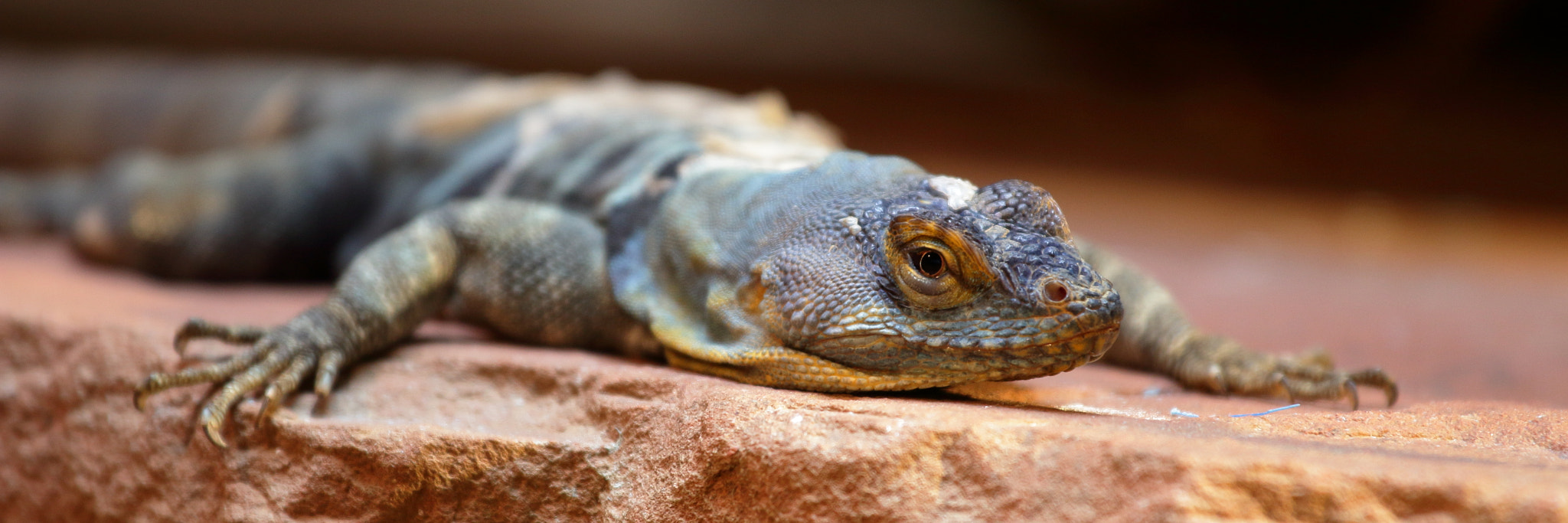 Canon EOS 100D (EOS Rebel SL1 / EOS Kiss X7) + Canon EF 70-200mm F4L IS USM sample photo. Lazy lizard photography