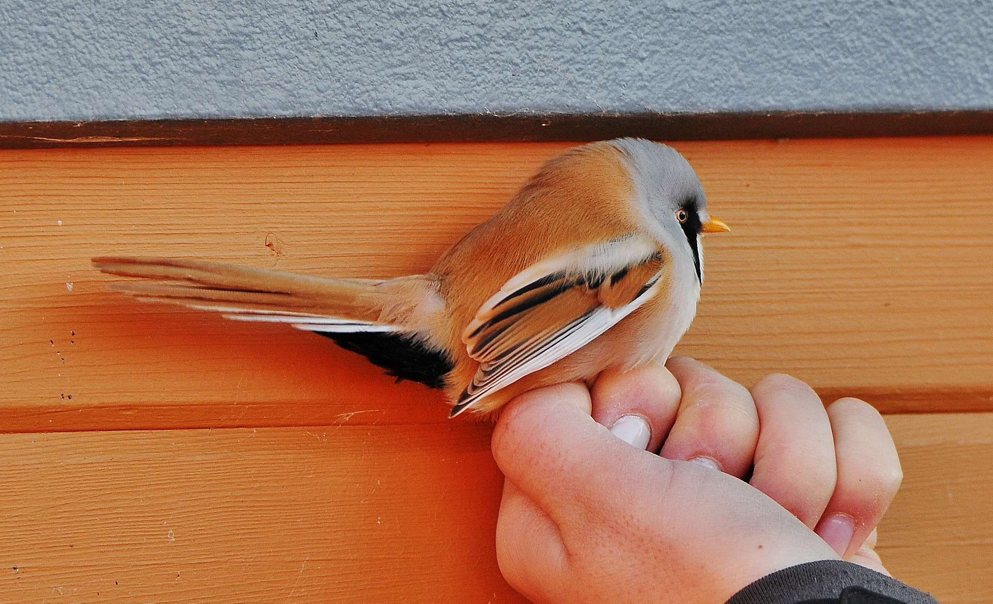Nikon D300 sample photo. Mimicry. Ūsuotoji zylė, panurus biarmicus, bearded tit,  bartmeise photography