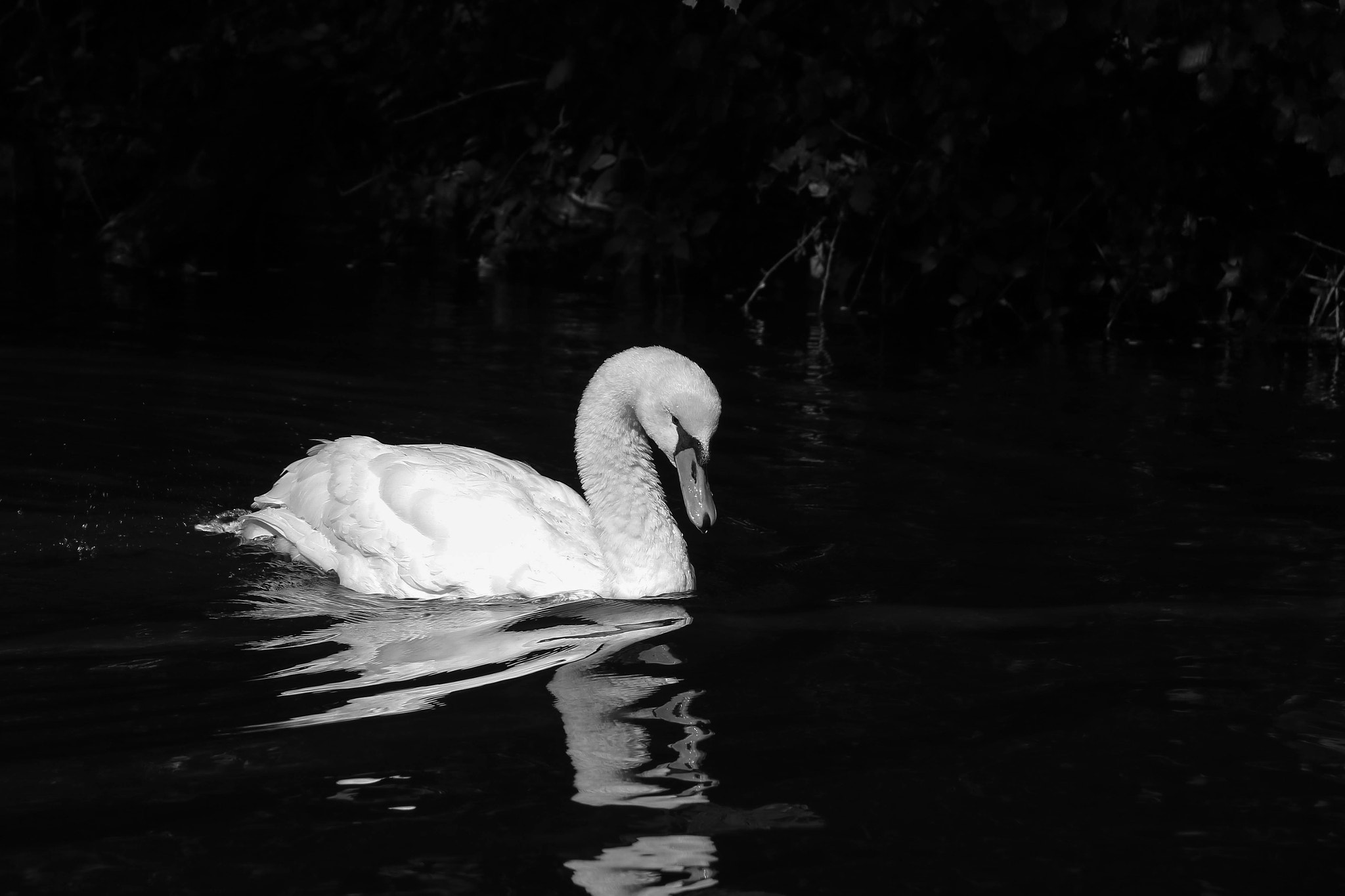 Canon EOS 760D (EOS Rebel T6s / EOS 8000D) + Canon EF-S 17-85mm F4-5.6 IS USM sample photo. Swan in black photography