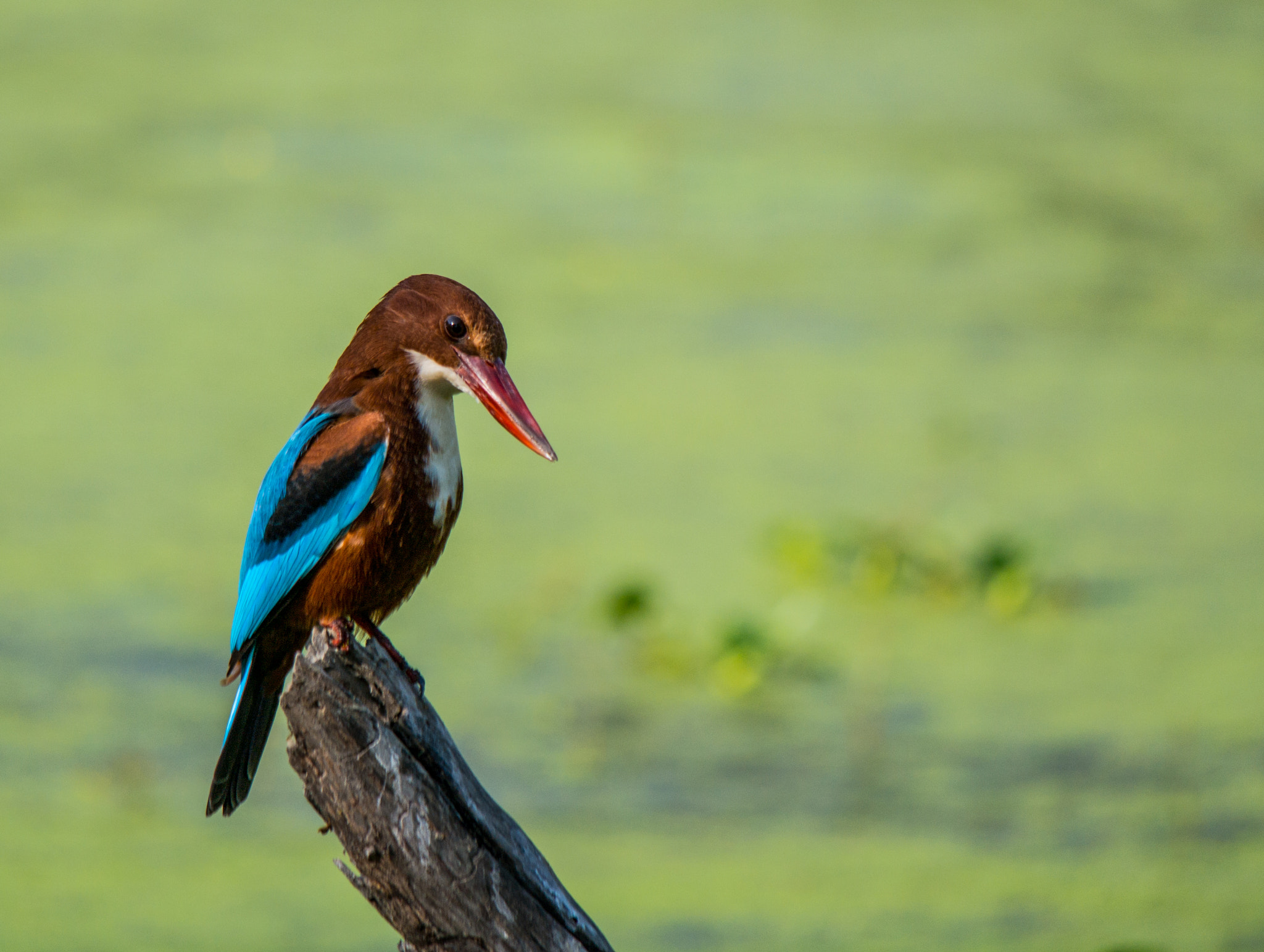 Samsung NX300 + Samsung NX 50-200mm F4-5.6 ED OIS sample photo. Kingfisher photography