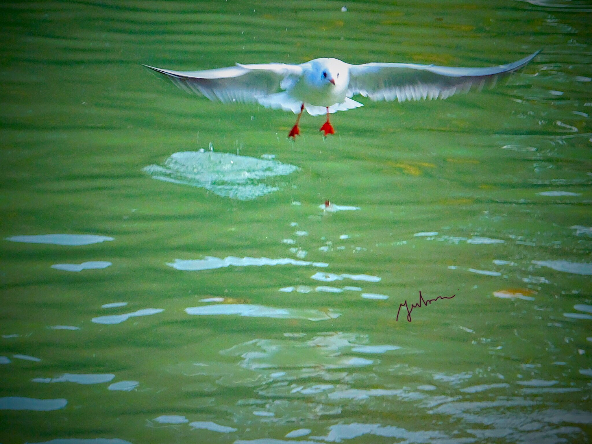Fujifilm FinePix F900EXR sample photo. Seagull takeoff  from the lake photography