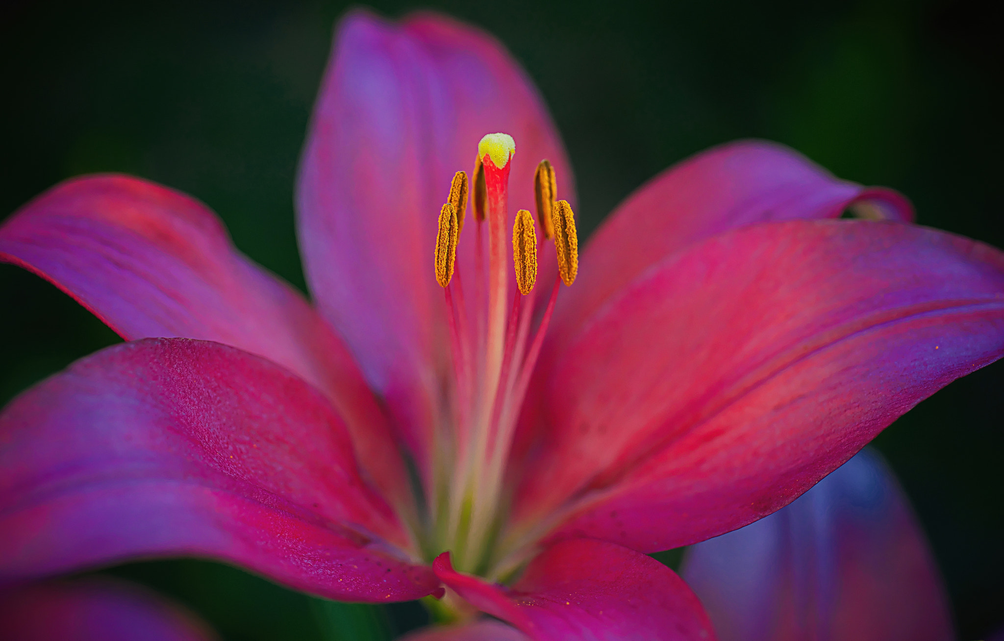Nikon D800E sample photo. Lily- heart flower photography