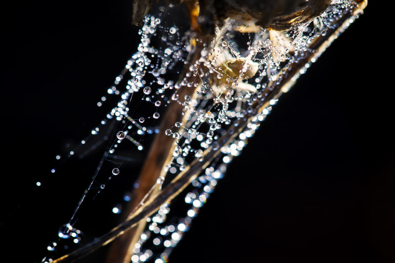 Canon EF 100mm F2.8 Macro USM sample photo. *** photography