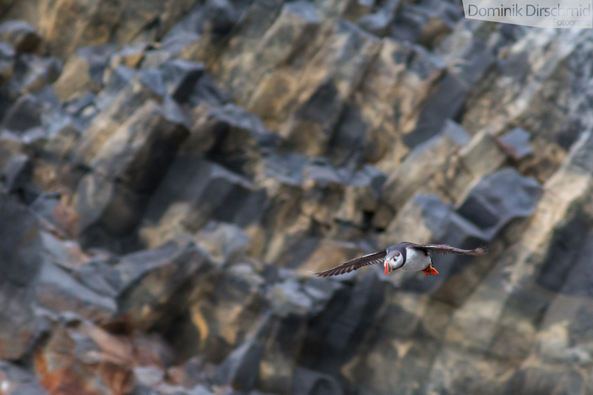 Canon EOS 70D + Canon EF 300mm F4L IS USM sample photo. Atlantic puffin photography