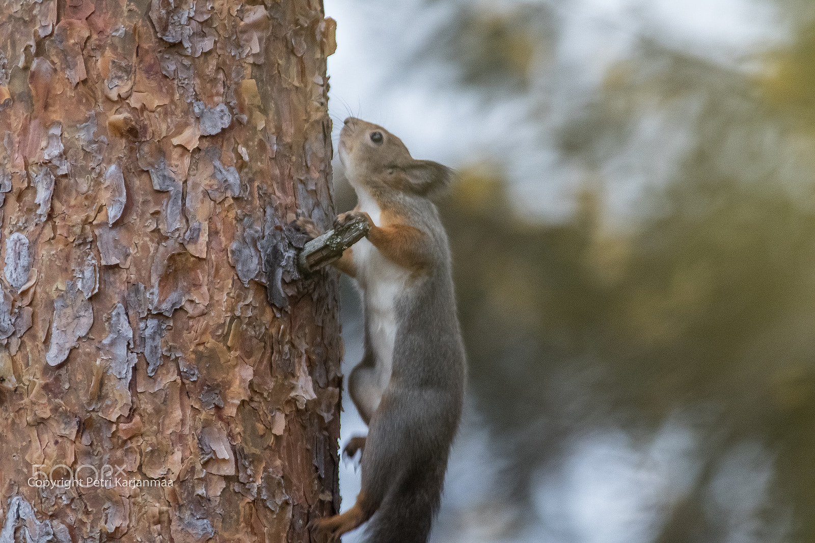 Canon EF 300mm f/2.8L + 1.4x sample photo. Squirrel in action photography