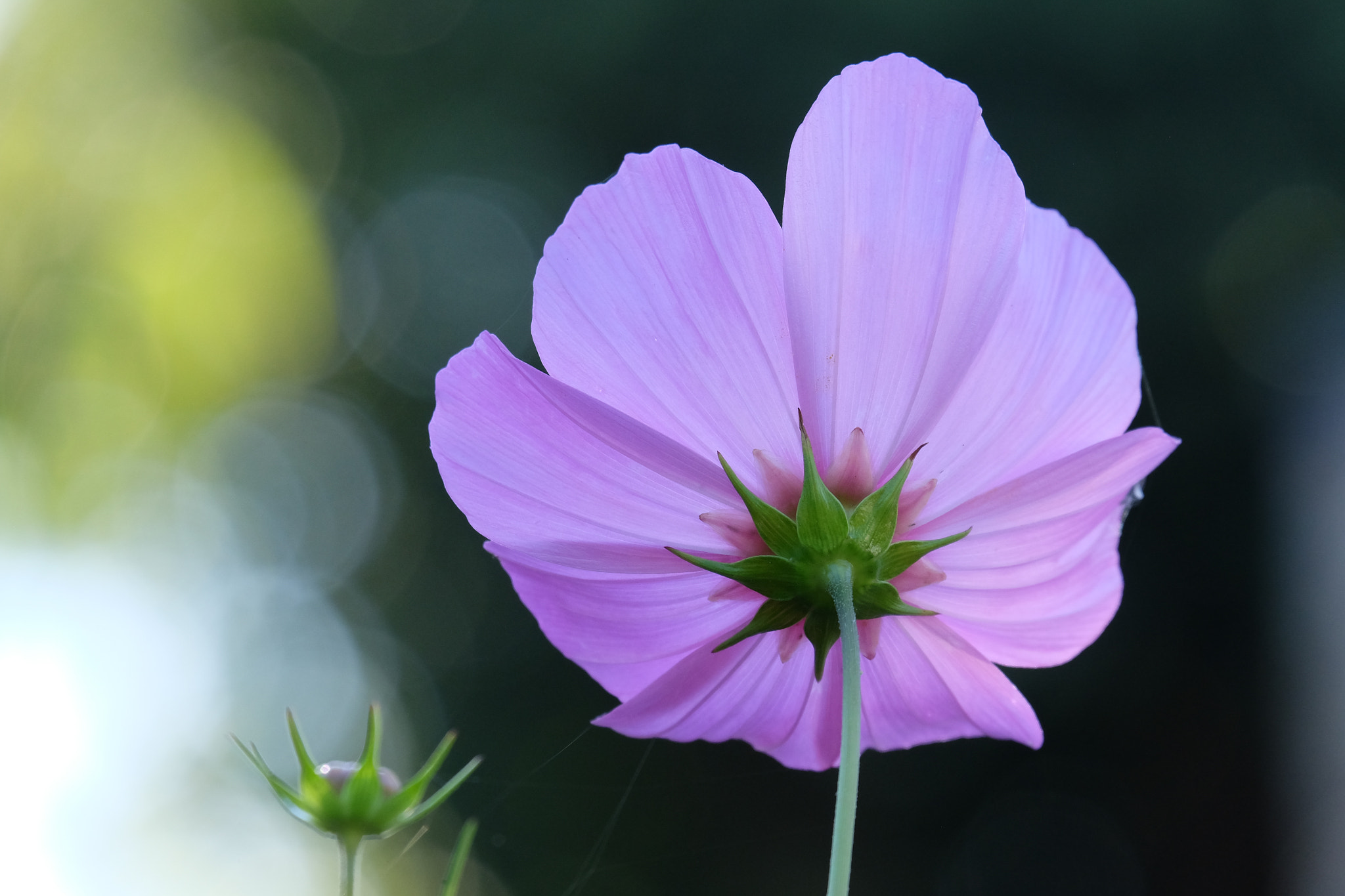 Fujifilm X-T1 + Fujifilm XC 50-230mm F4.5-6.7 OIS sample photo. Cosmos photography