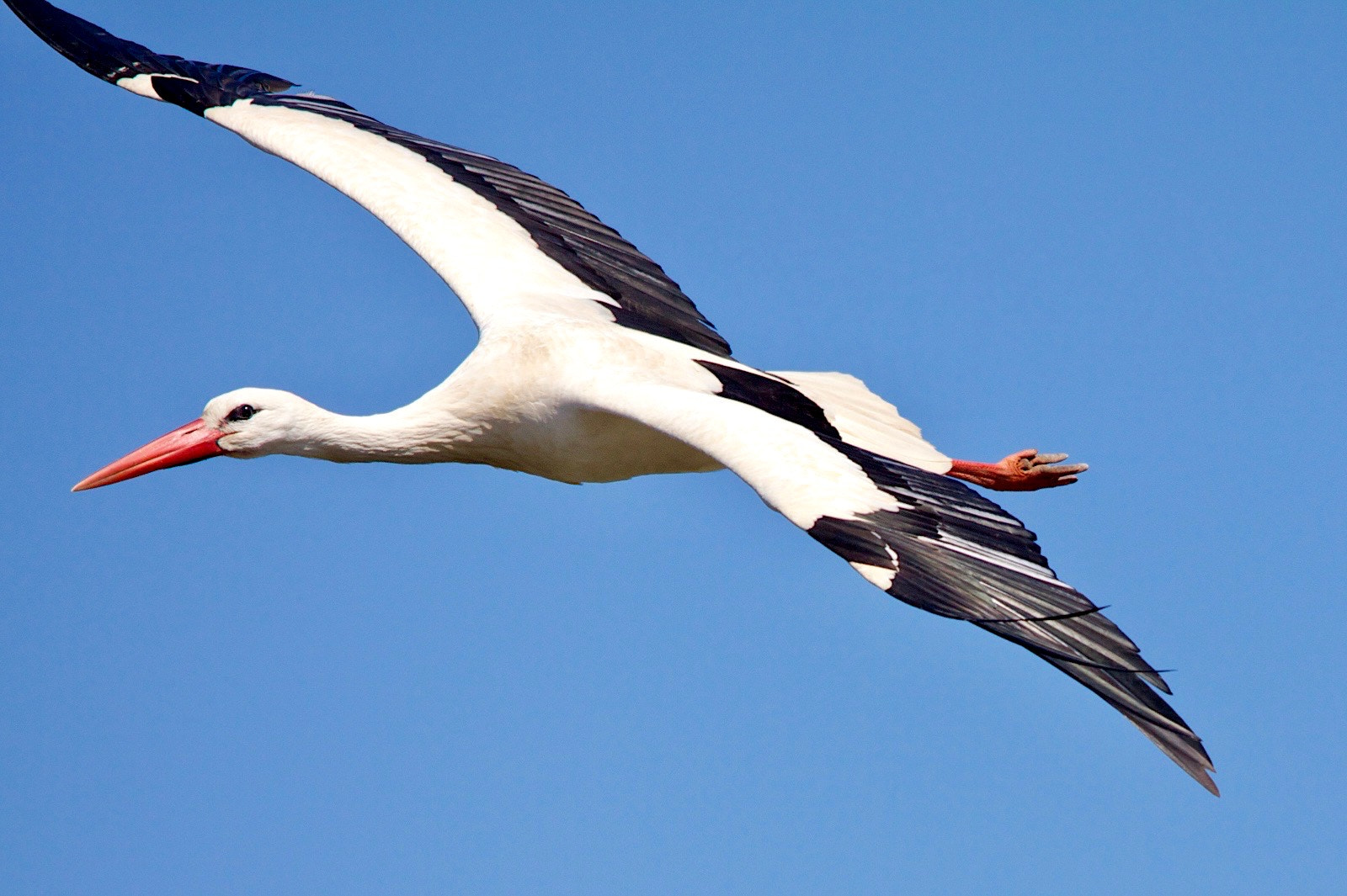 Sigma 150-500mm F5-6.3 DG OS HSM sample photo. White stork photography