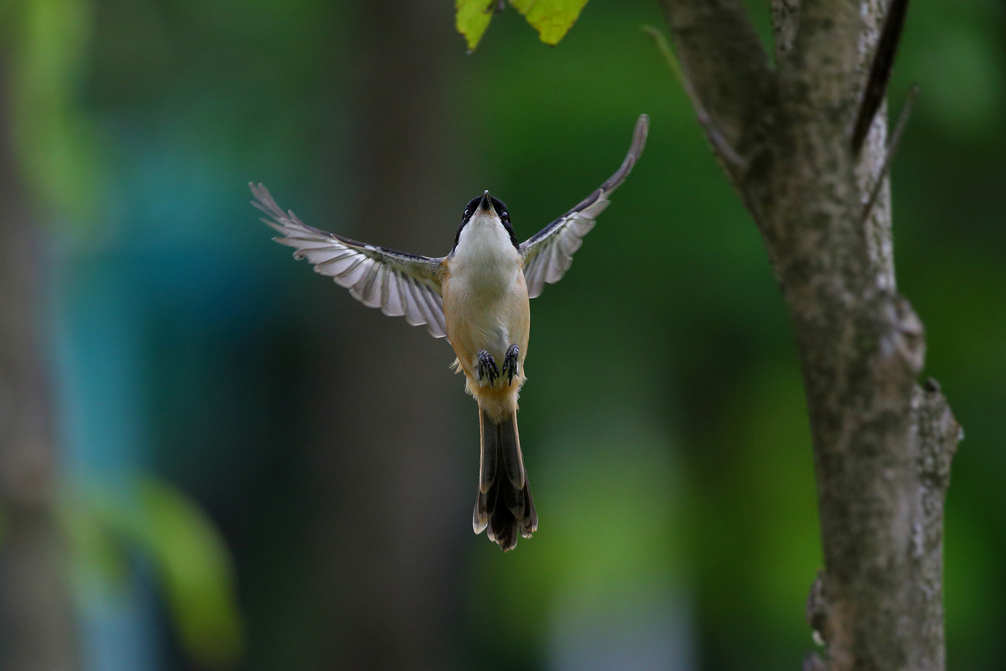 Canon EF 300mm F2.8L IS II USM sample photo. Upward photography