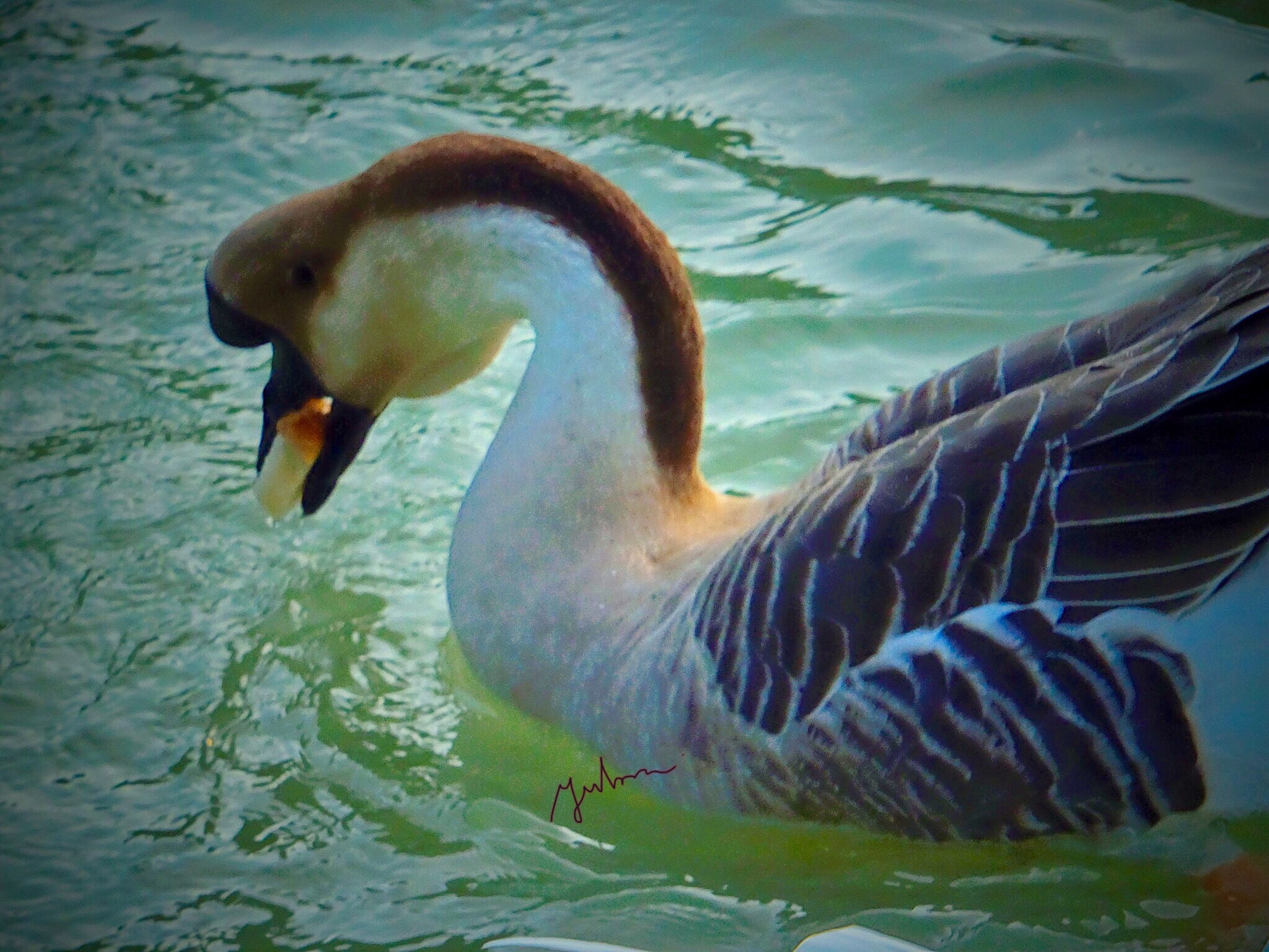 Fujifilm FinePix F900EXR sample photo. Horned duck with bread in his mouth photography