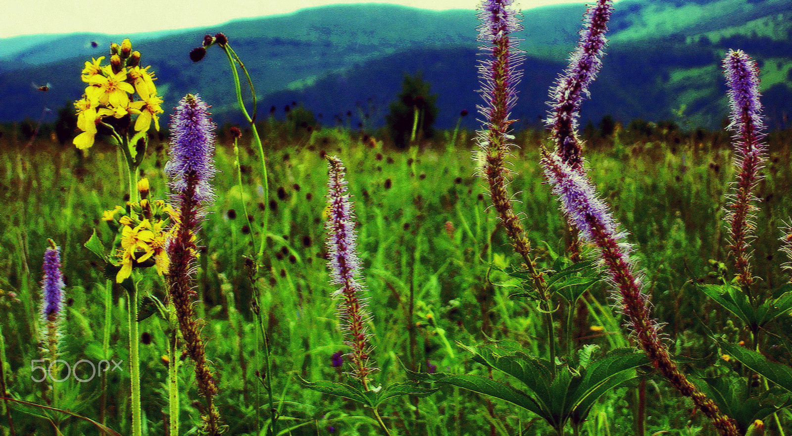 Sony DSC-W17 sample photo. Wild flower 副 photography