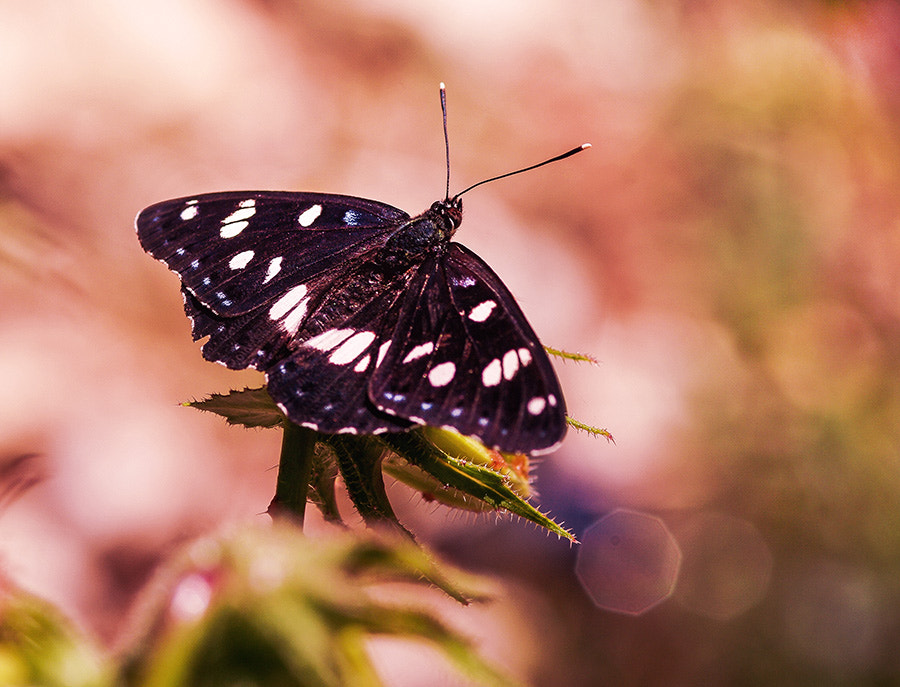 smc PENTAX-FA Macro 100mm F2.8 sample photo. Buterfly photography