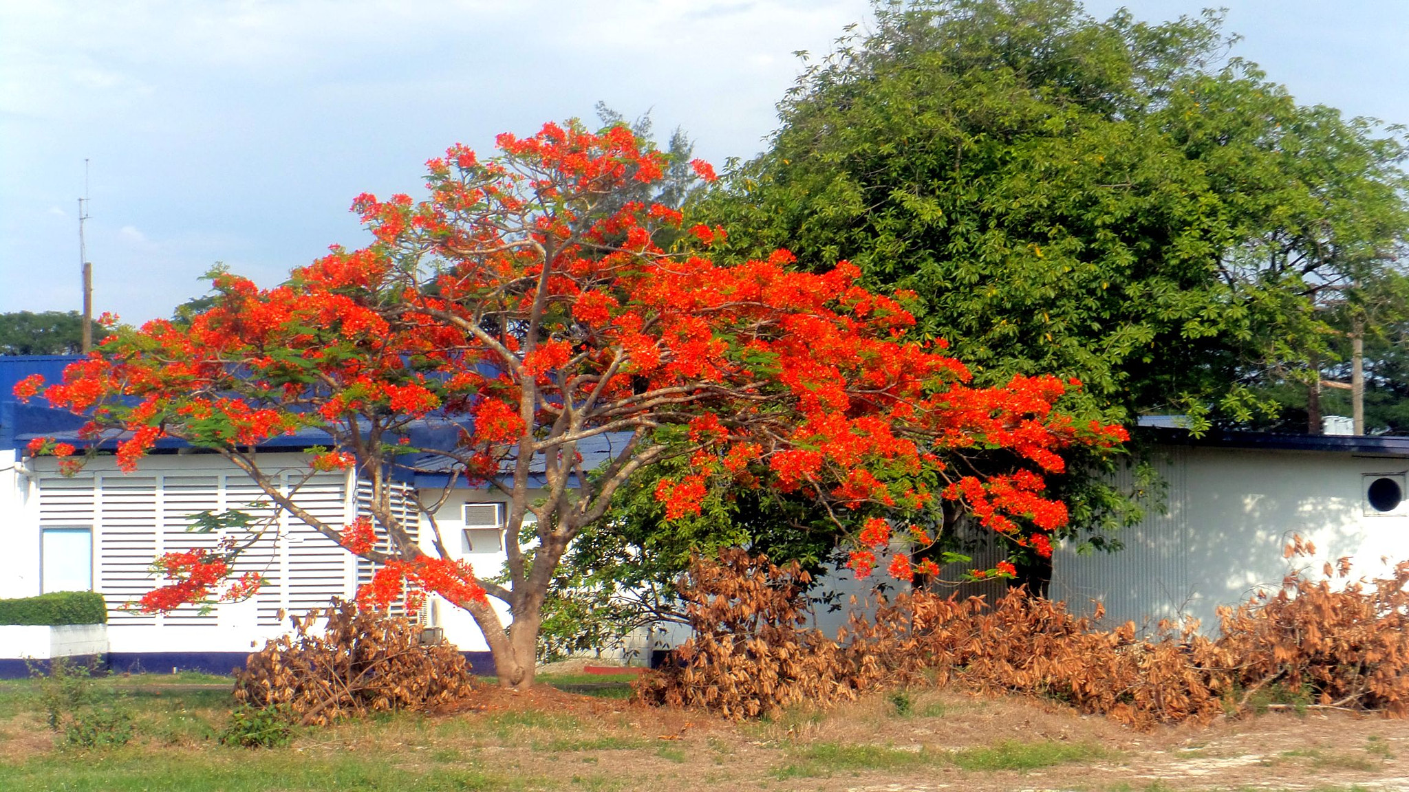 Sony Cyber-shot DSC-TF1 sample photo. Flaming tree photography