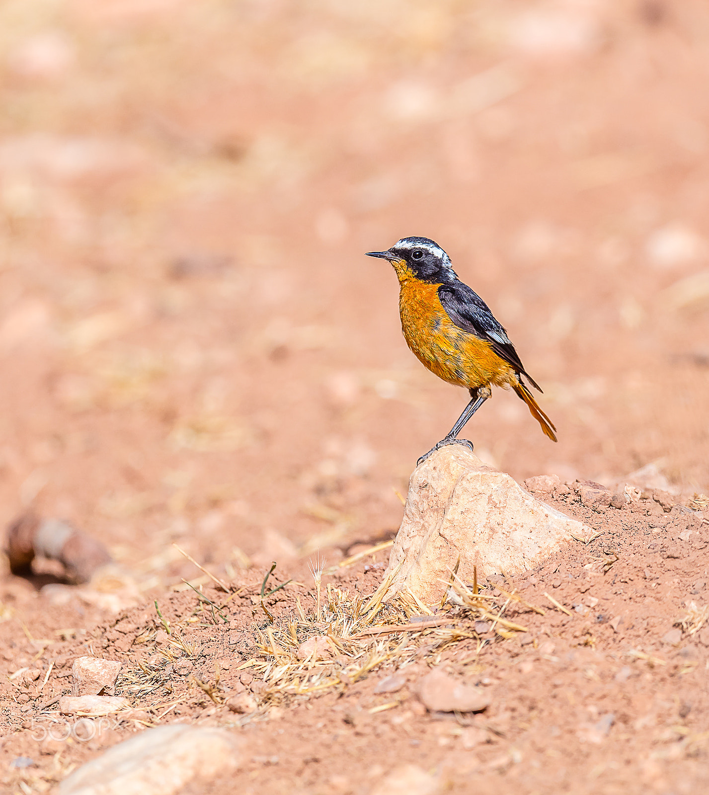 Canon EF 400mm F2.8L IS USM sample photo. Rouge queue de moussier photography