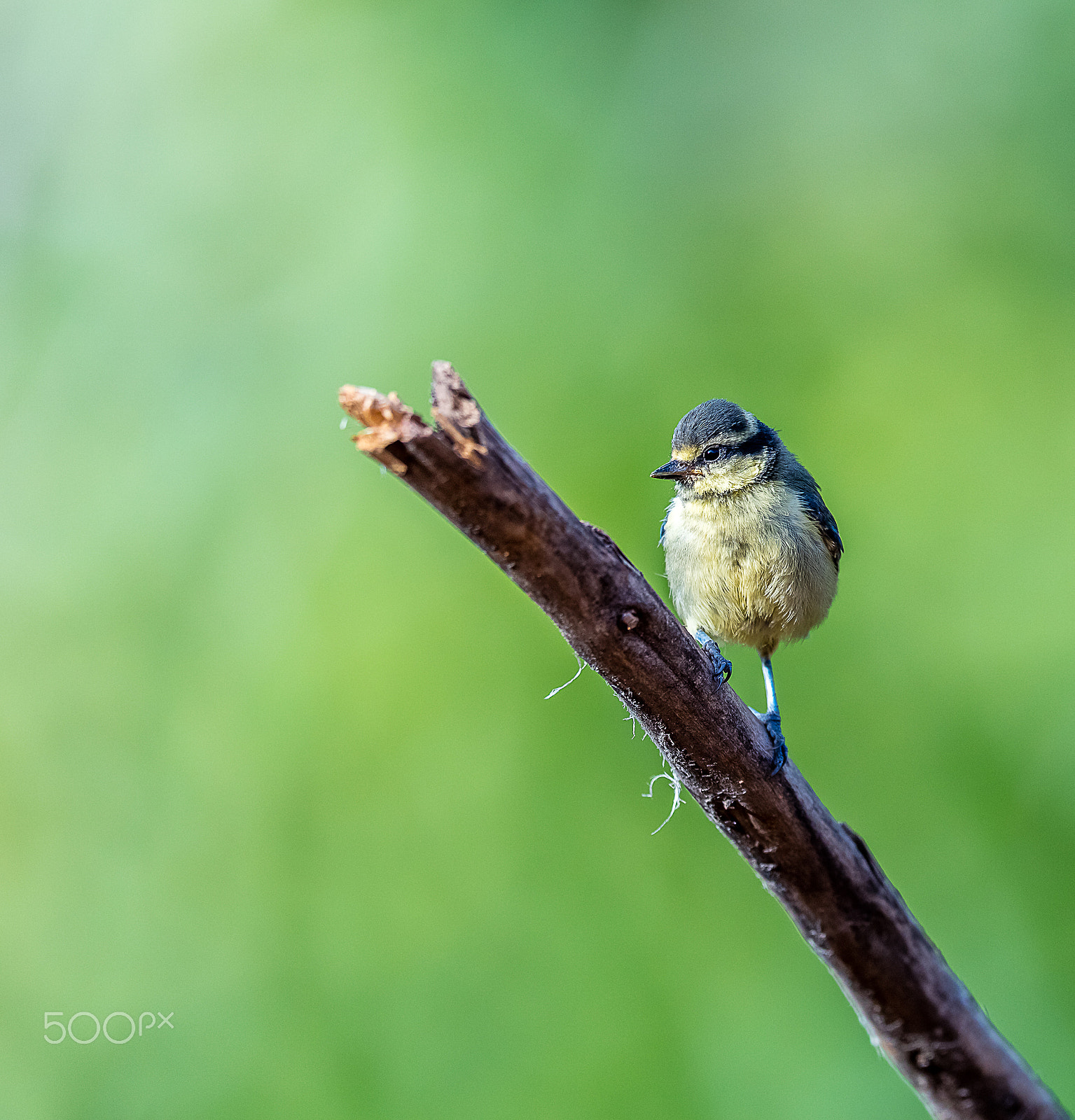 Canon EOS 5DS R + Canon EF 400mm F2.8L IS USM sample photo. Bruyant zizi bébé photography