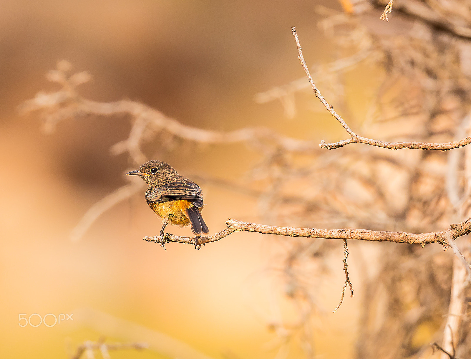 Canon EF 400mm F2.8L IS USM sample photo. Rouge queue de moussier photography
