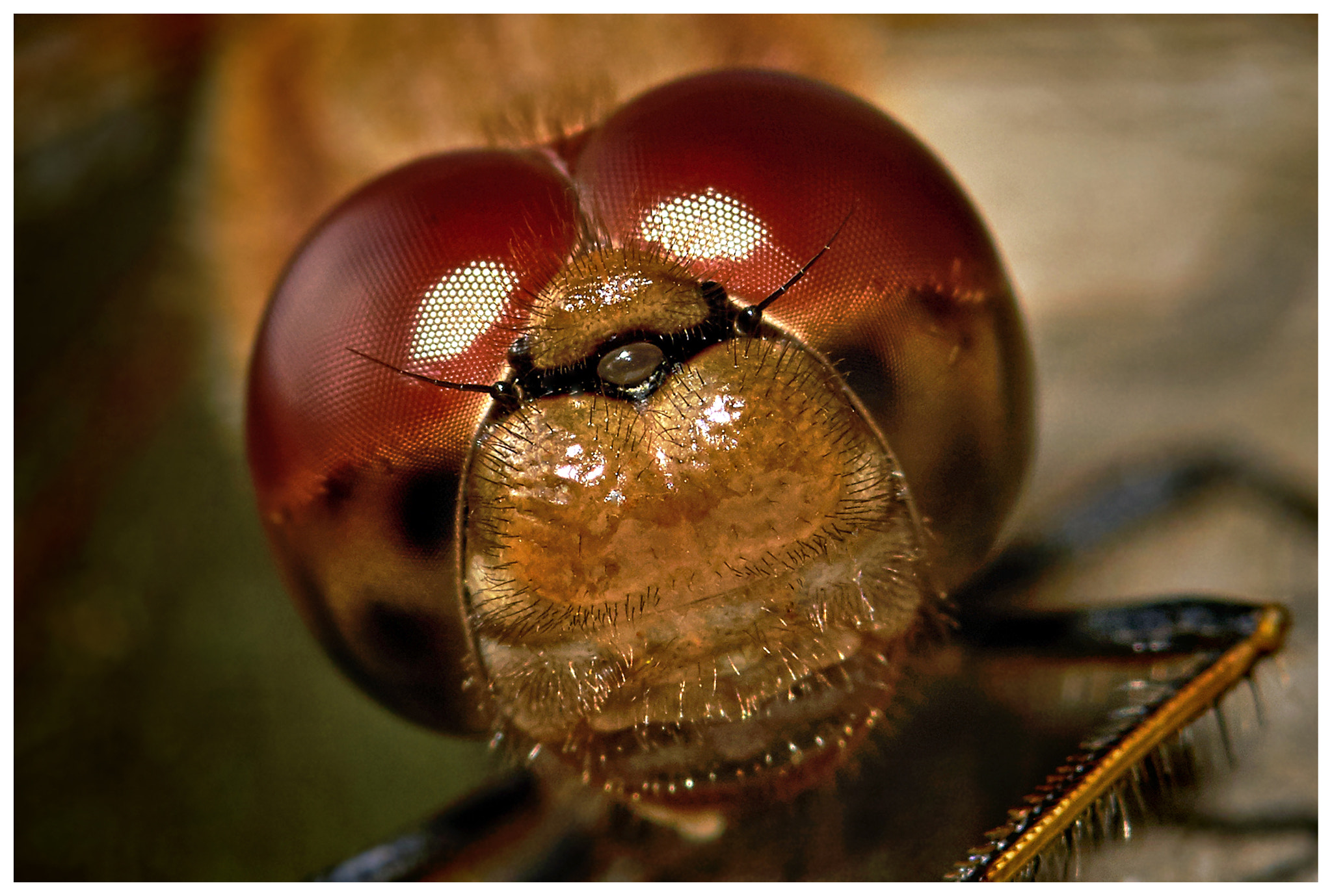147mm F4 sample photo. Dragonfly. photography