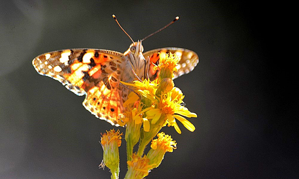 Nikon D7100 + Sigma 70-300mm F4-5.6 APO Macro Super II sample photo. Octobre - nature - detail photography