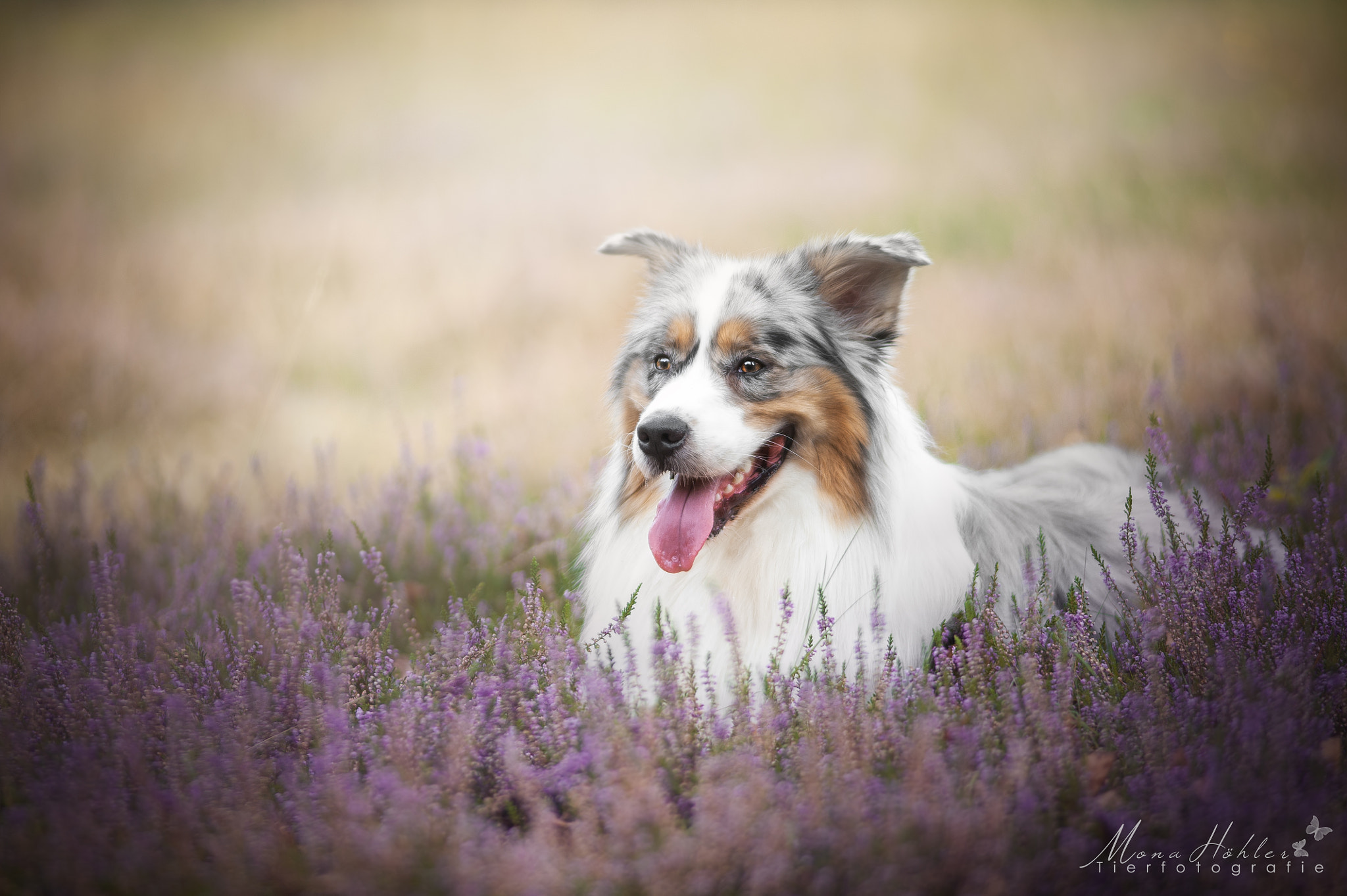 Nikon D3 + Nikon AF Nikkor 180mm F2.8D ED-IF sample photo. In harmony photography