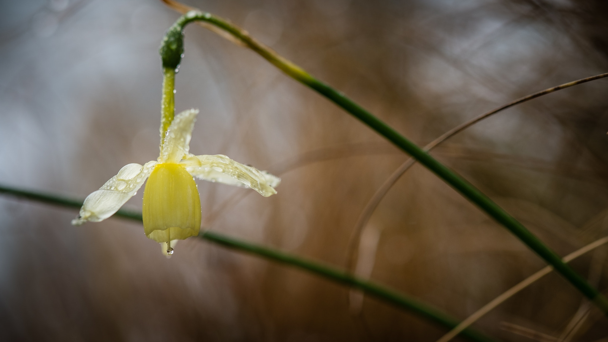 Fujifilm X-Pro1 + Fujifilm XF 60mm F2.4 R Macro sample photo. Flor photography