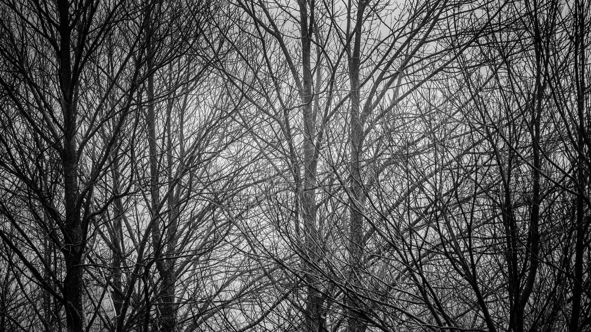 Fujifilm X-Pro1 + Fujifilm XF 60mm F2.4 R Macro sample photo. Ramas entre niebla photography
