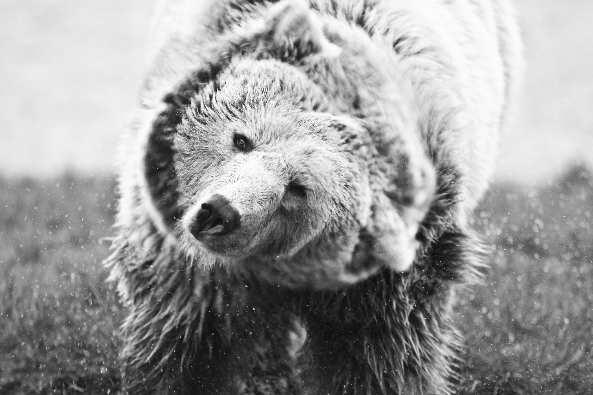 Canon EF 70-200mm F2.8L USM sample photo. Scandinavian animal park photography