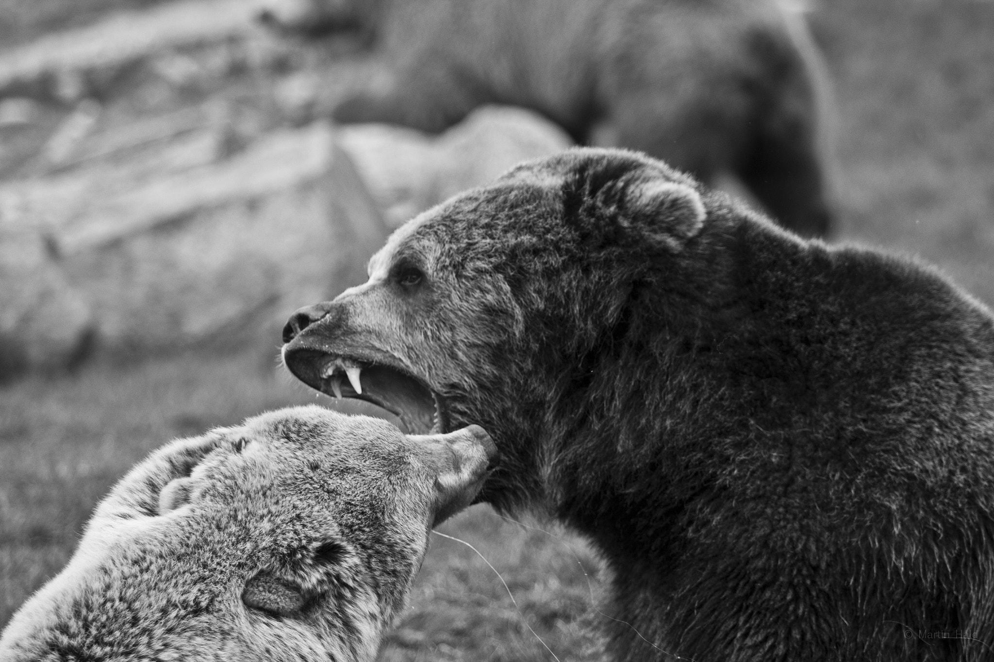 Canon EF 70-200mm F2.8L USM sample photo. Scandinavian animal park photography