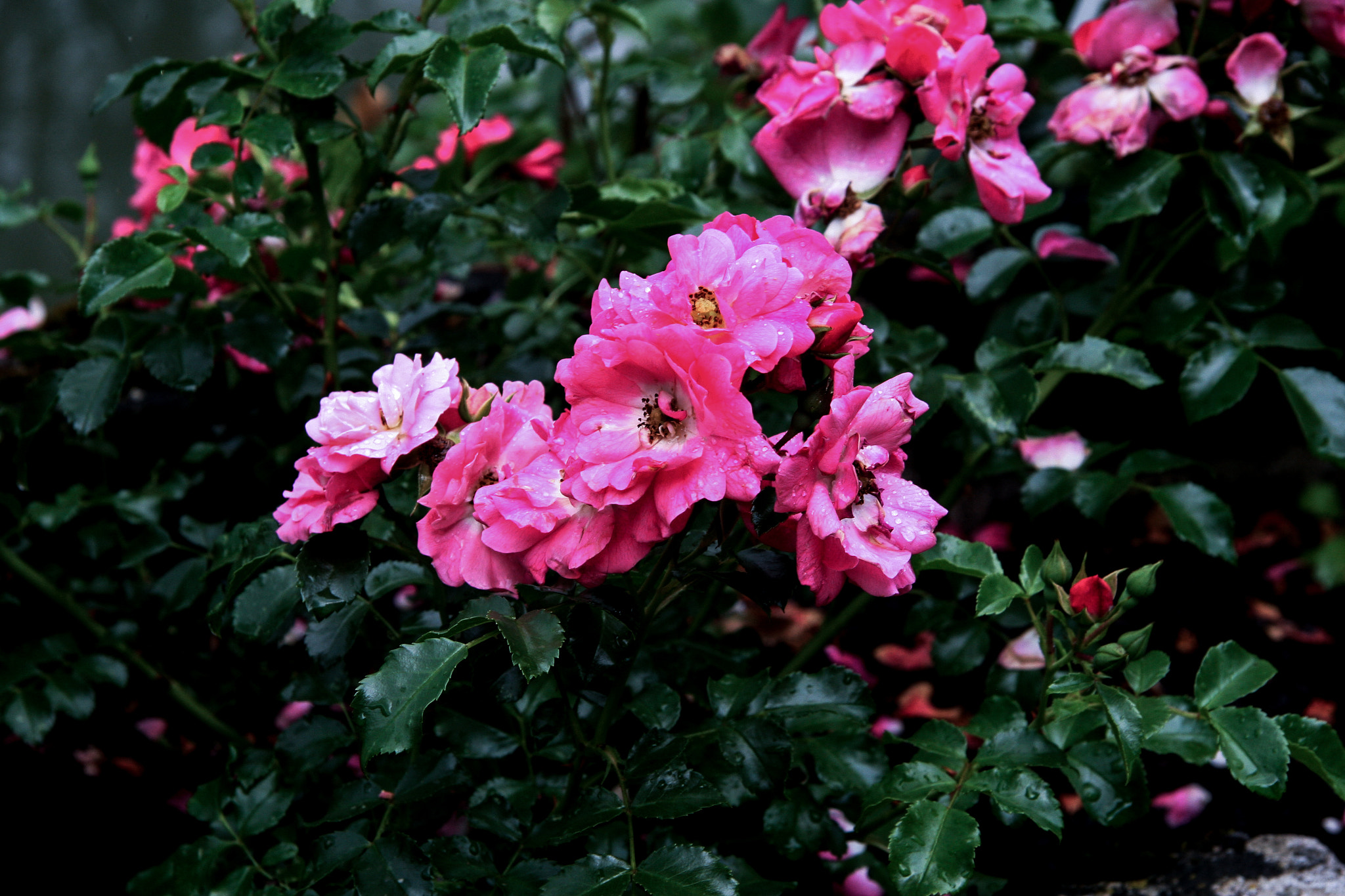 Canon EOS 30D sample photo. Pink flowers photography