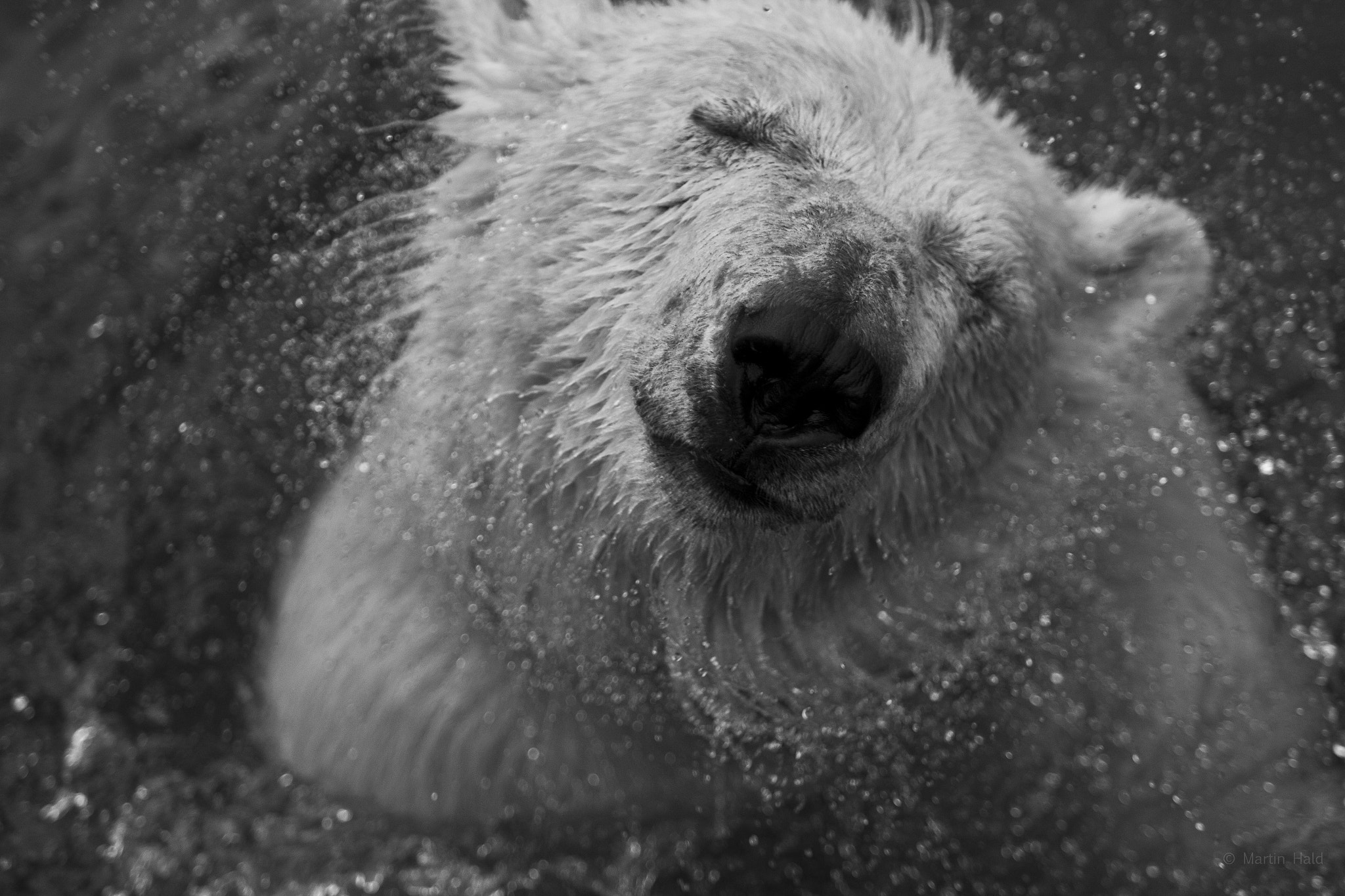 Canon EF 70-200mm F2.8L USM sample photo. Scandinavian animal park photography