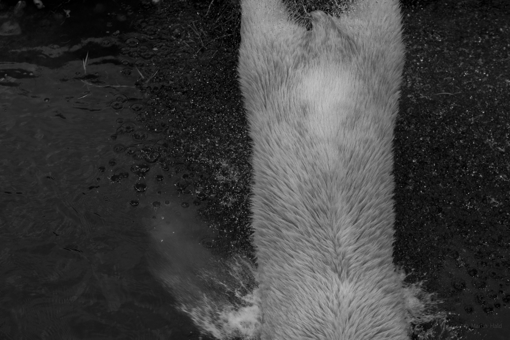 Canon EF 70-200mm F2.8L USM sample photo. Scandinavian animal park photography