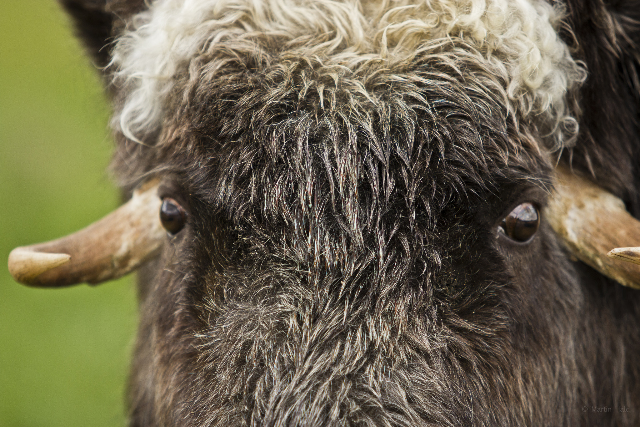 Canon EF 70-200mm F2.8L USM sample photo. Scandinavian animal park photography