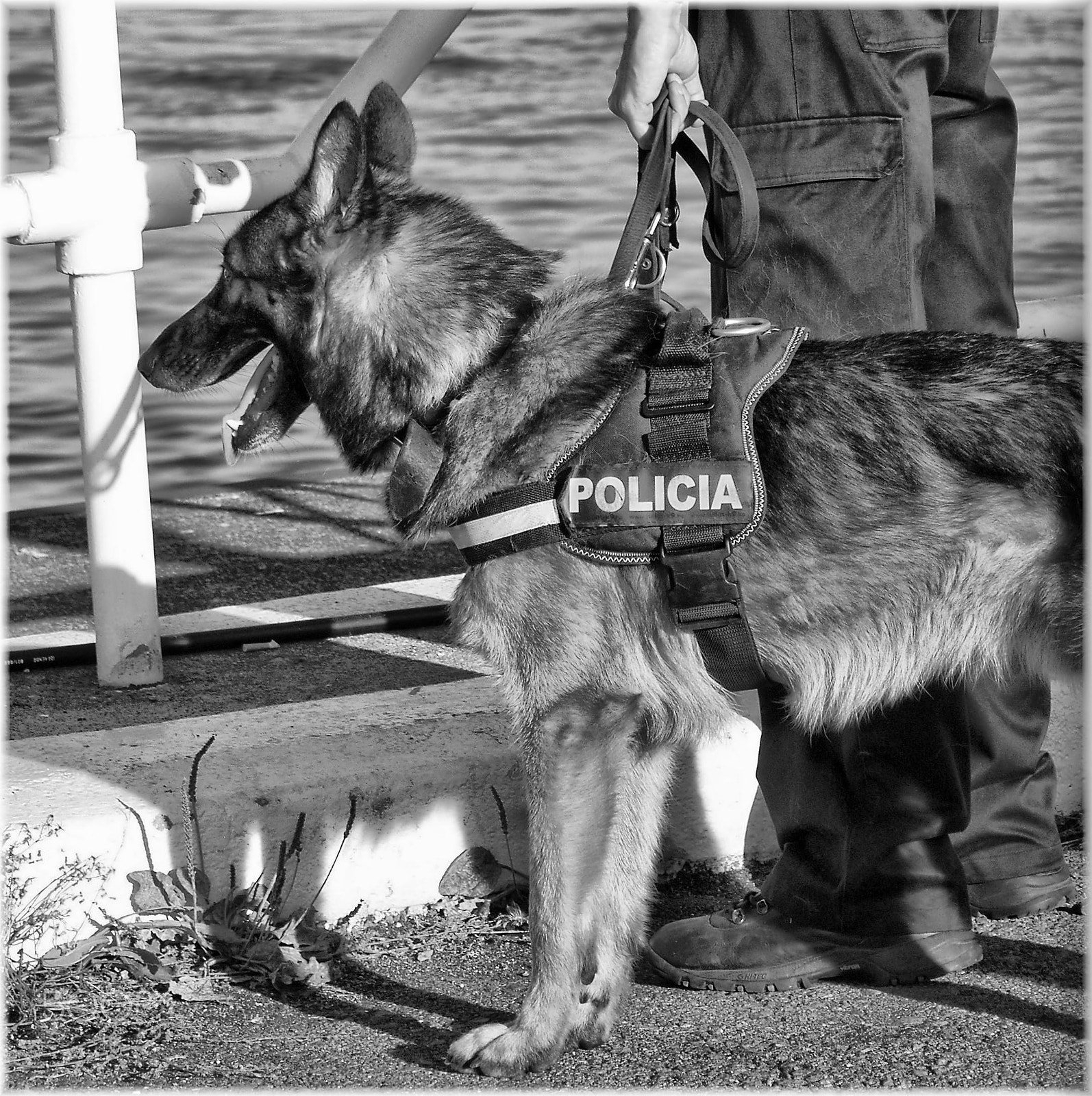 Samsung Pro 815 sample photo. Perro policia photography